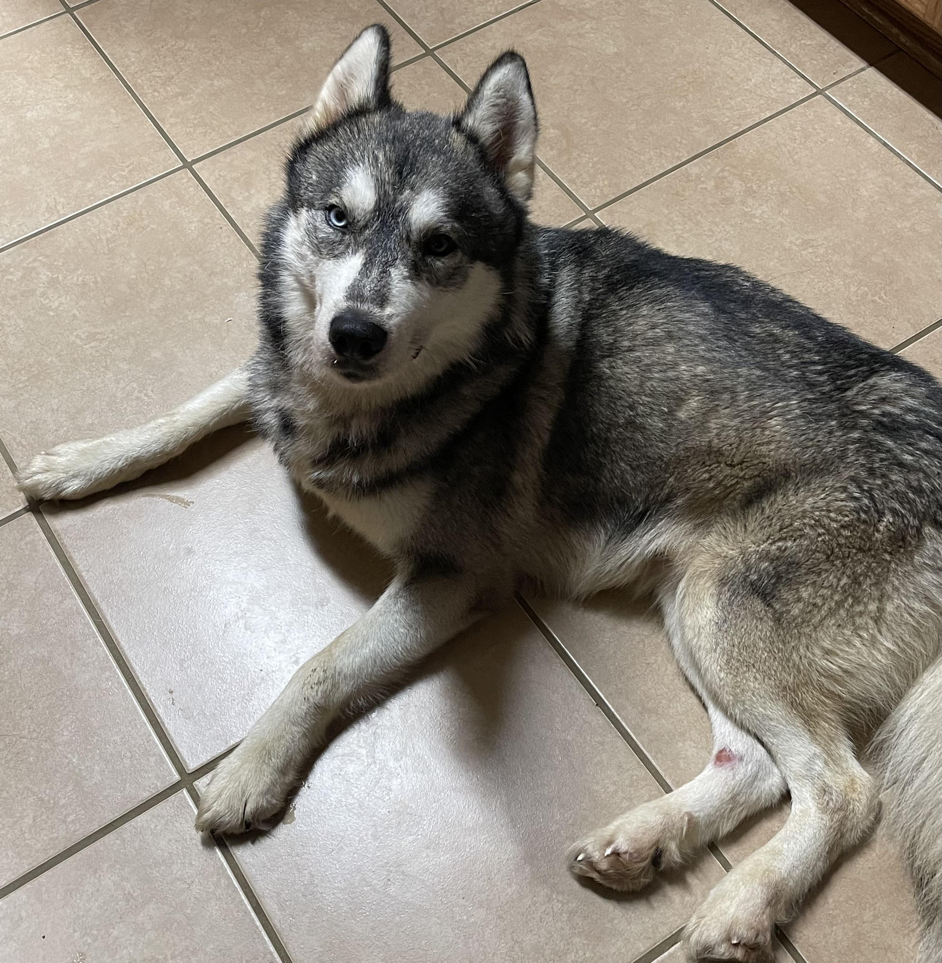 Enlarge Alaska Harris, a Adoptable mixed breed in Grove city, OH image 5/6