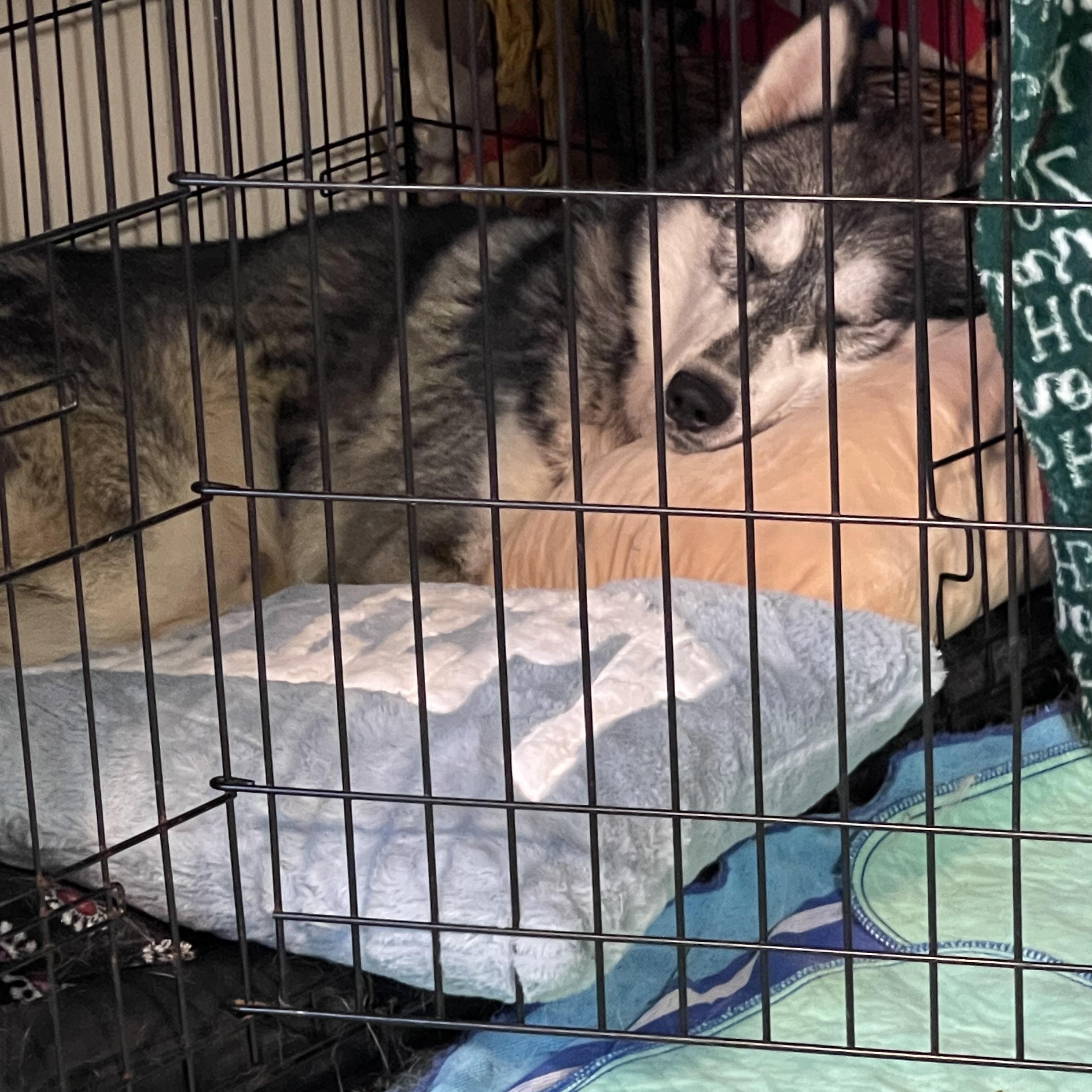 Enlarge Alaska Harris, a Adoptable mixed breed in Grove city, OH image 4/6
