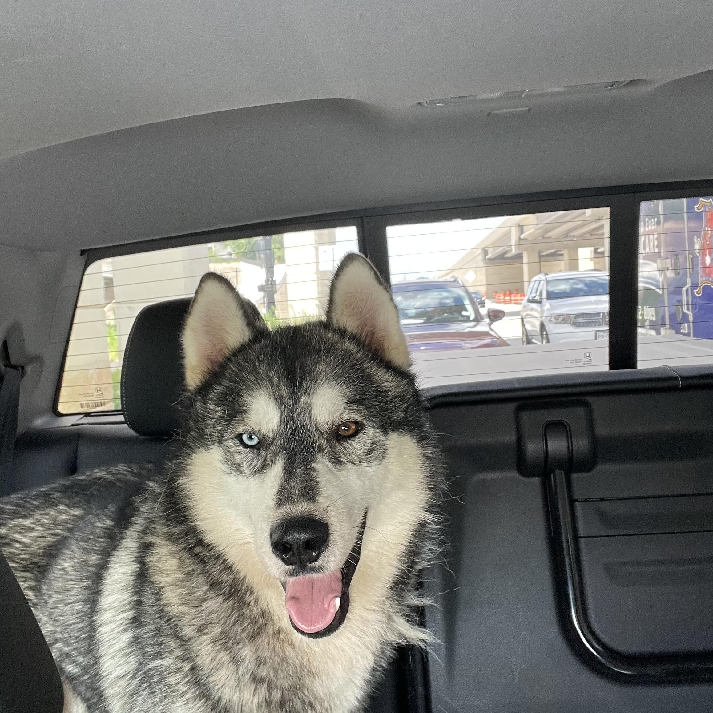 Enlarge Alaska Harris, a Adoptable mixed breed in Grove city, OH image 3/6