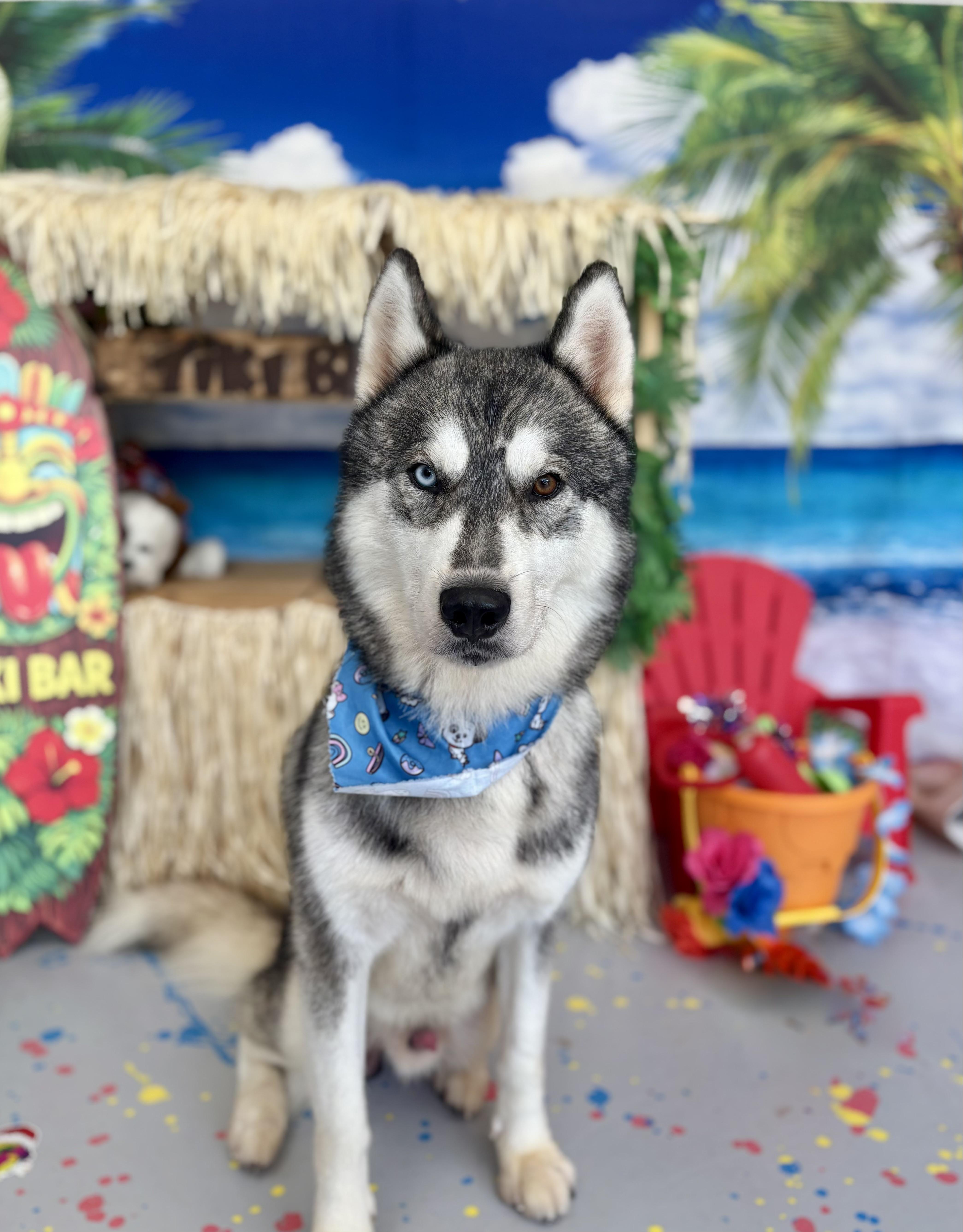 Enlarge Alaska Harris, a Adoptable mixed breed in Grove city, OH image 6/6