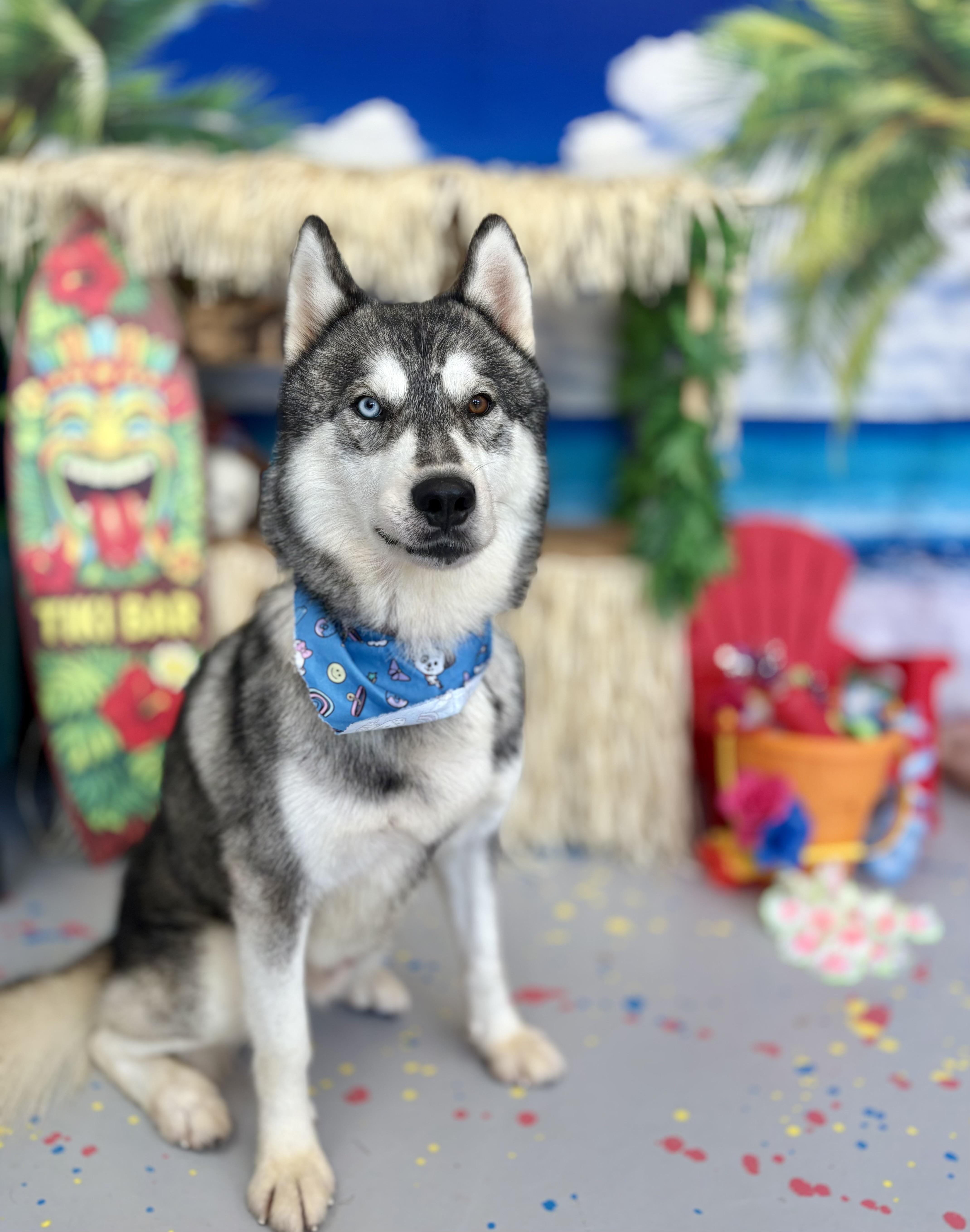 Alaska Harris, Adoptable, Adult Male Siberian Husky.