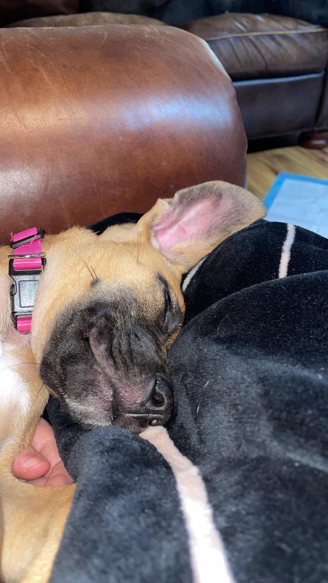 Enlarge Nadia, a Adopted mixed breed in East Brunswick, NJ image 3/6