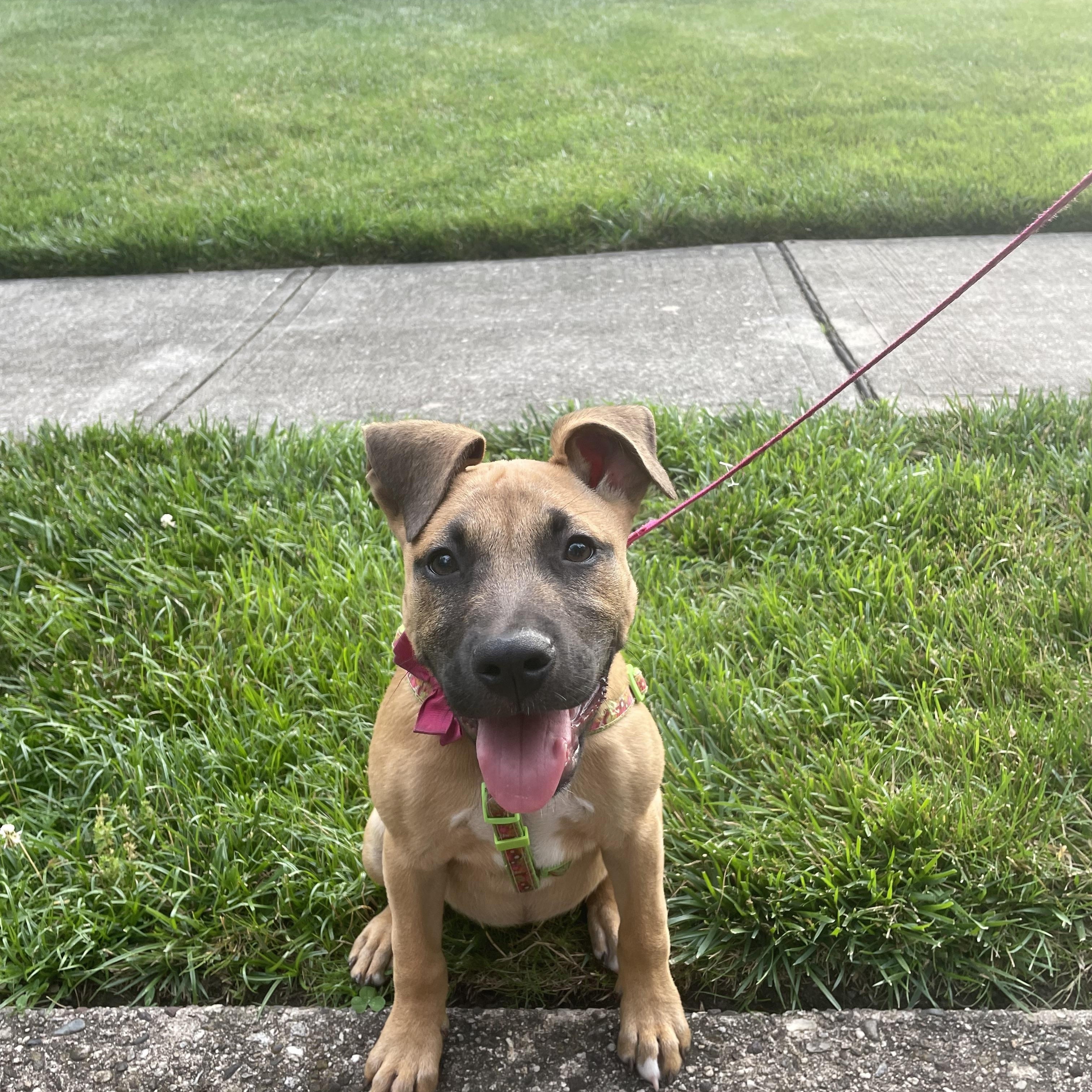 Enlarge Nadia, a Adopted mixed breed in East Brunswick, NJ image 4/6