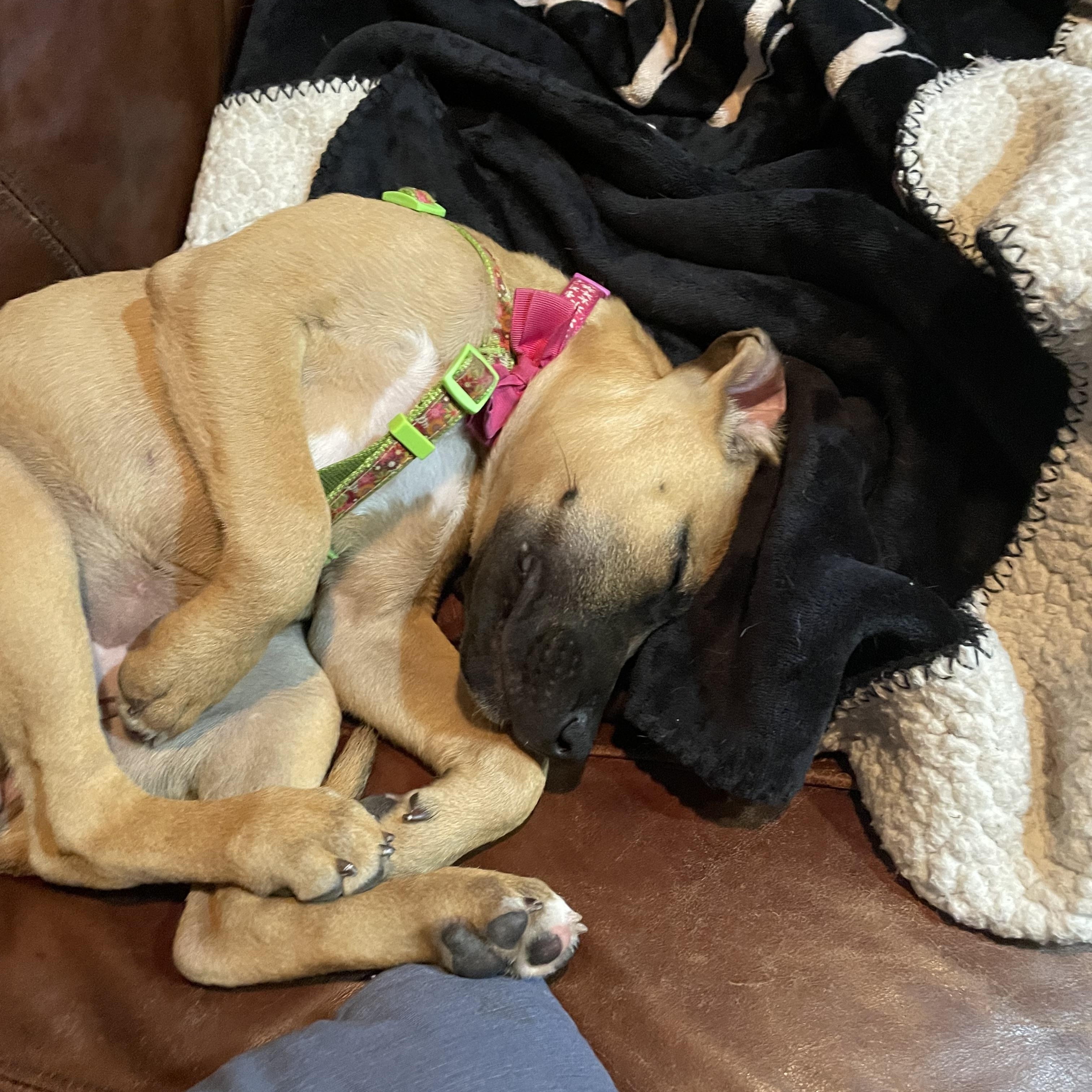 Nadia, Adopted, Puppy Female Labrador Retriever & Terrier.