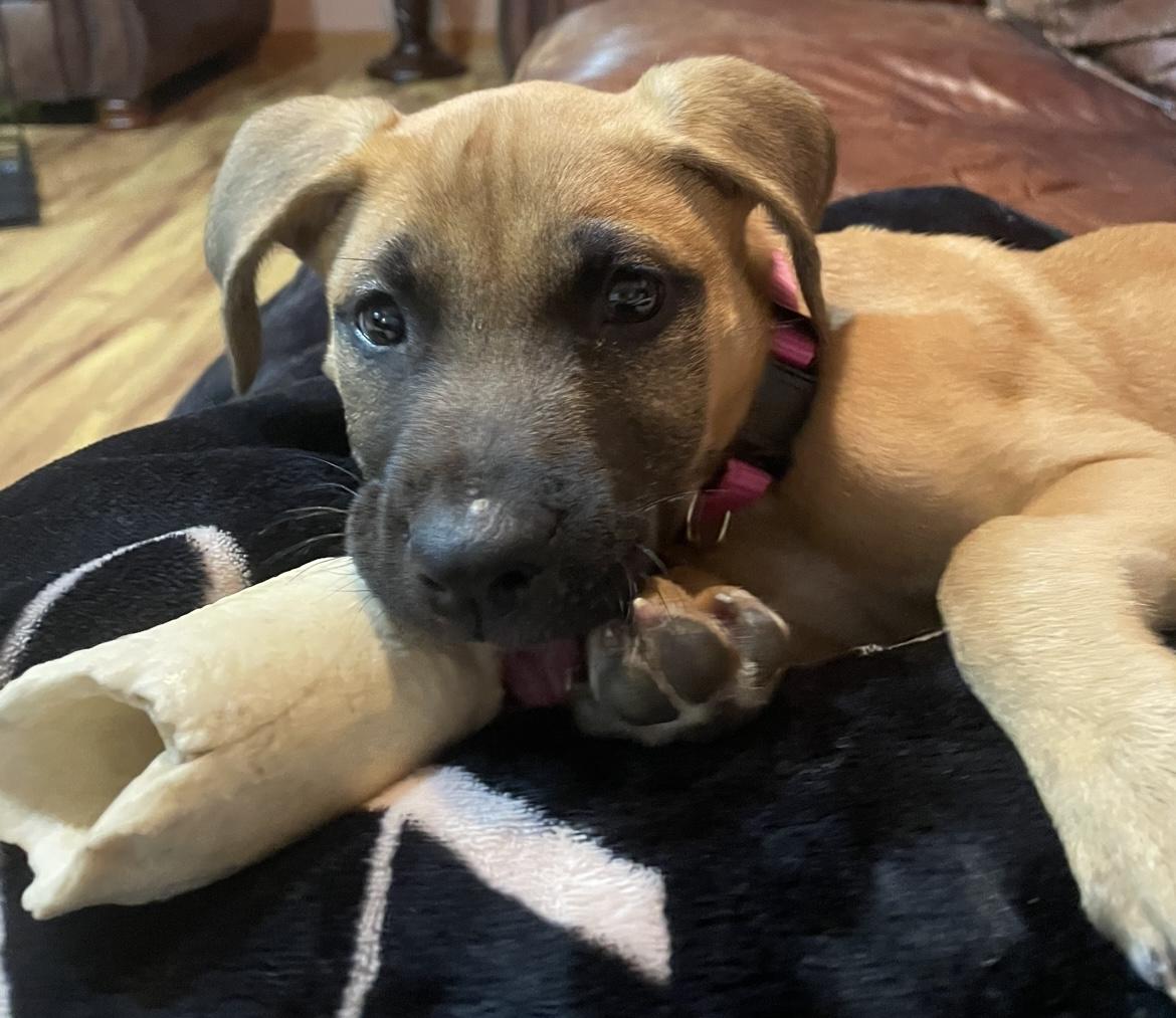 Enlarge Nadia, a Adopted mixed breed in East Brunswick, NJ image 2/6