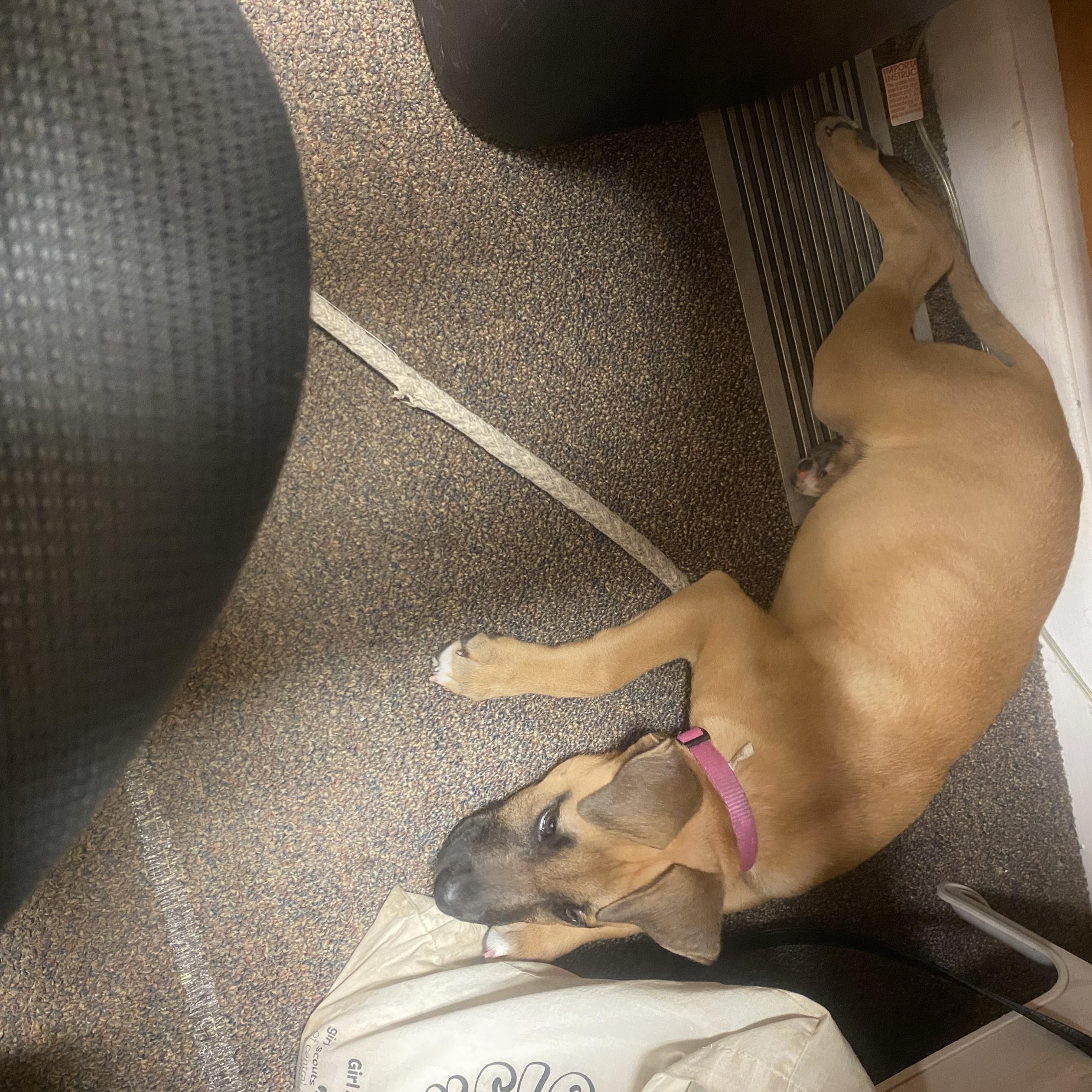 Enlarge Nadia, a Adopted mixed breed in East Brunswick, NJ image 5/6