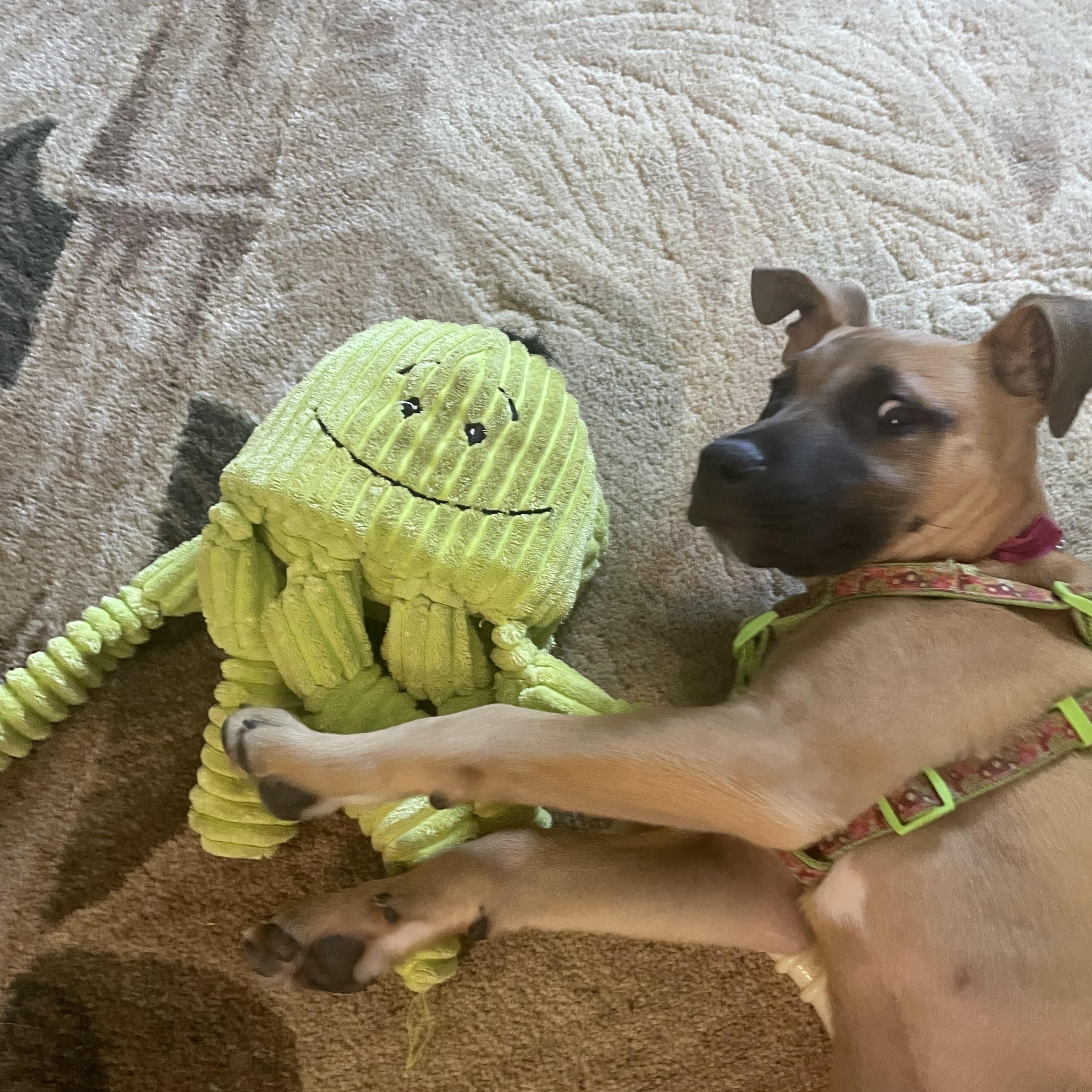 Enlarge Nadia, a Adopted mixed breed in East Brunswick, NJ image 6/6