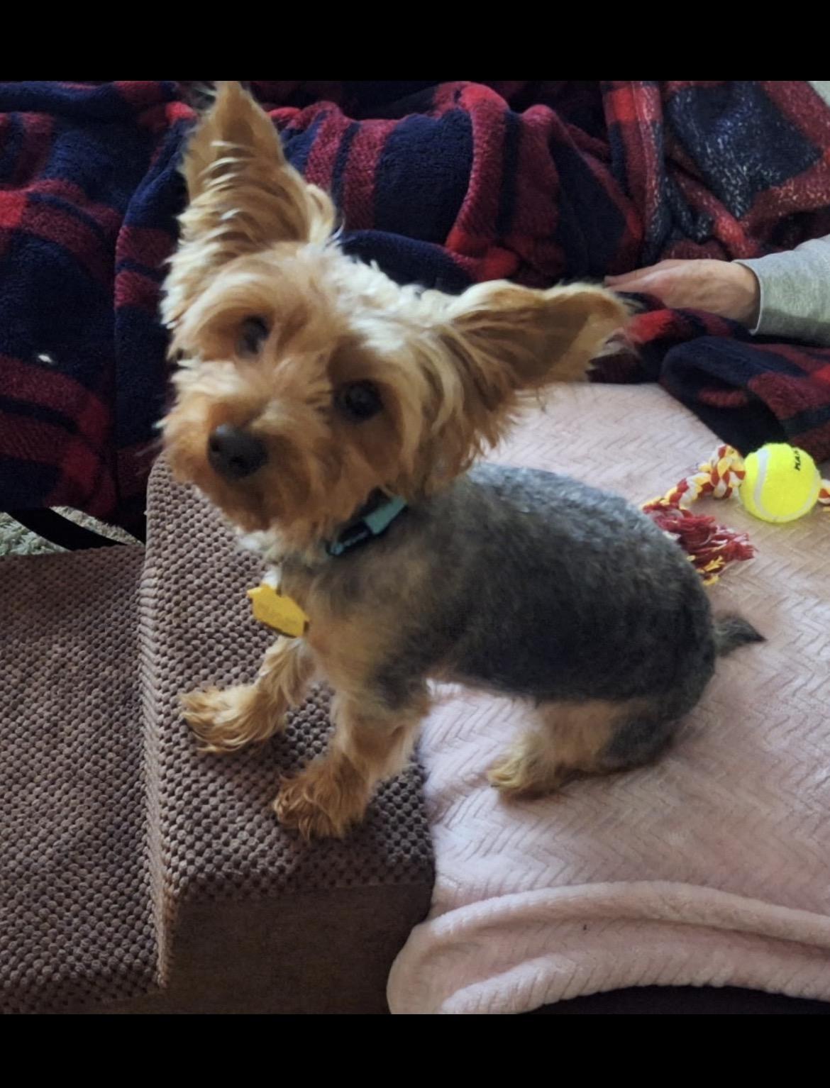 Milo, adopted, Puppy Male Yorkshire Terrier.