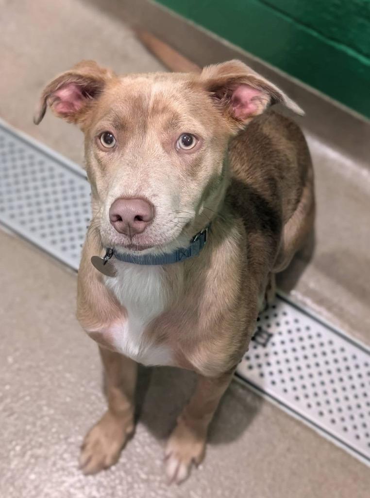 June Bug, Adoptable, Puppy Female Catahoula Leopard Dog.