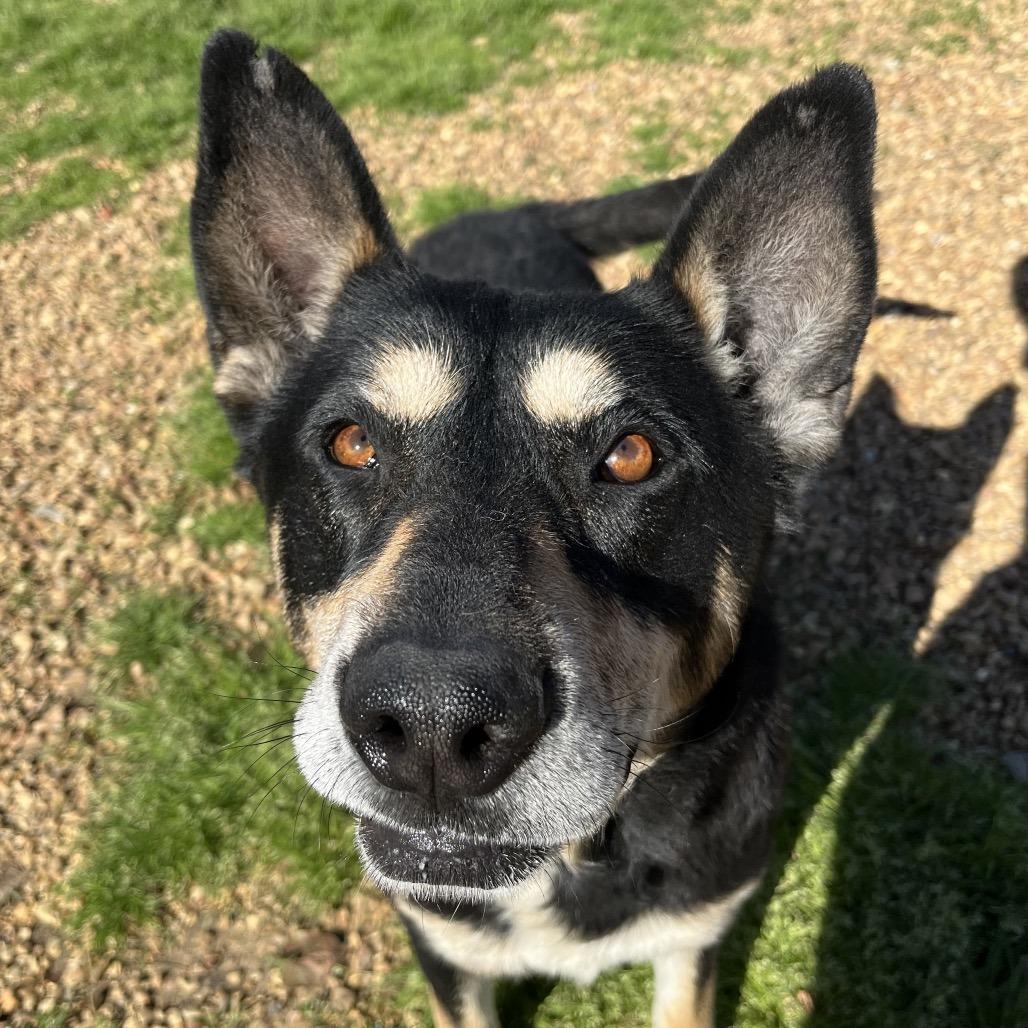 Enlarge Spartan, a Adoptable Shepherd in Parrish, AL image 1/1