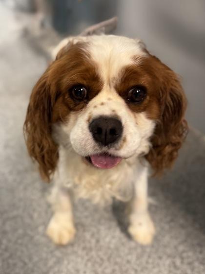 Rocky, Adopted, Adult Male Cavalier King Charles Spaniel.