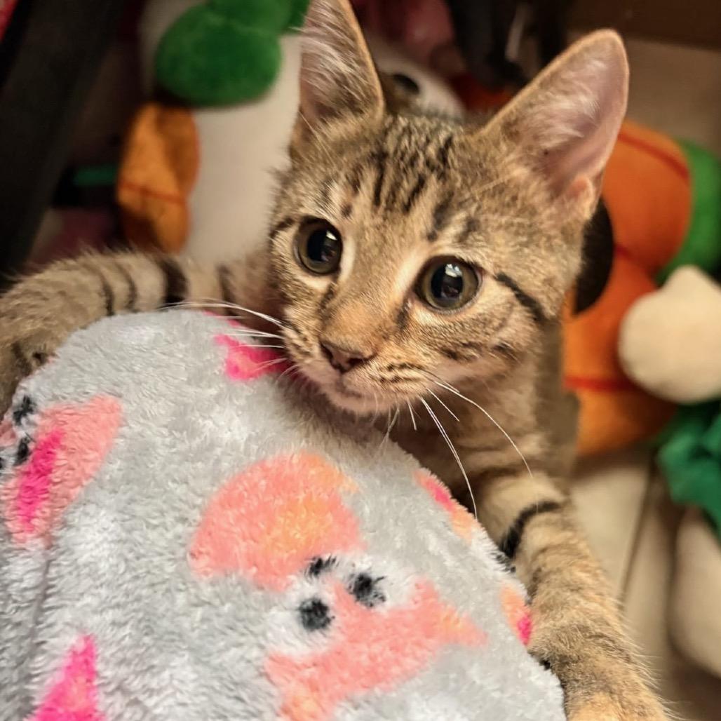 Gigi, Adoptable, Kitten Female Domestic Short Hair.