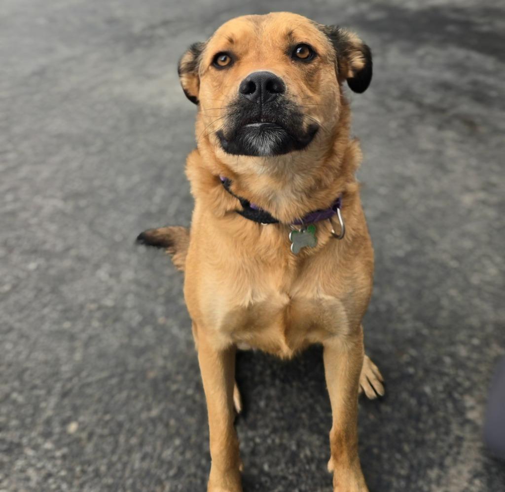 Whiskey, Adoptable, Young Female Black Mouth Cur & Shepherd.
