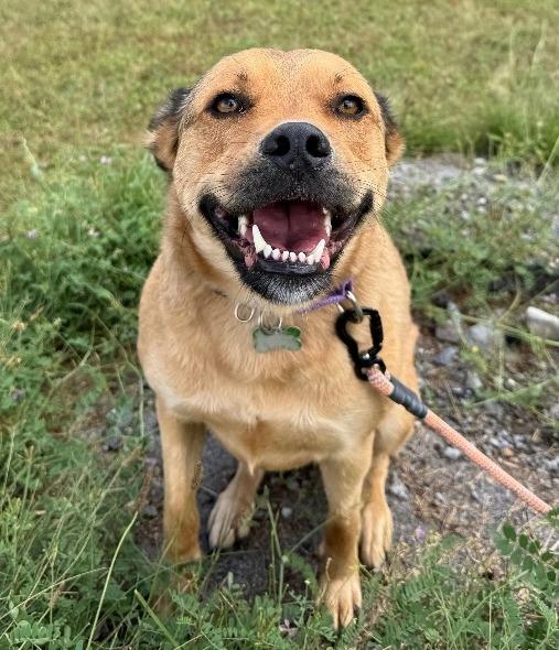 Whiskey, a Adoptable mixed breed in North Syracuse, NY image 1/2