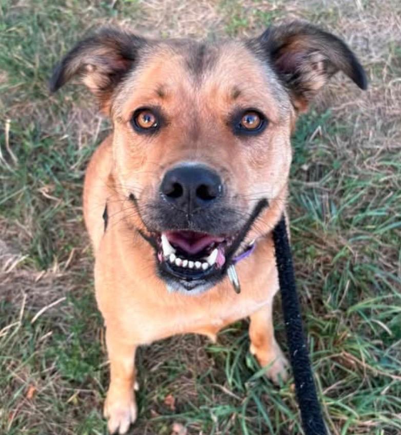 Enlarge Whiskey, a Adoptable mixed breed in North Syracuse, NY image 4/6