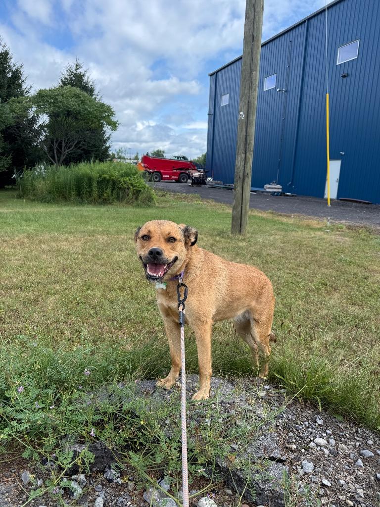 Whiskey, a Adoptable mixed breed in North Syracuse, NY image 2/2