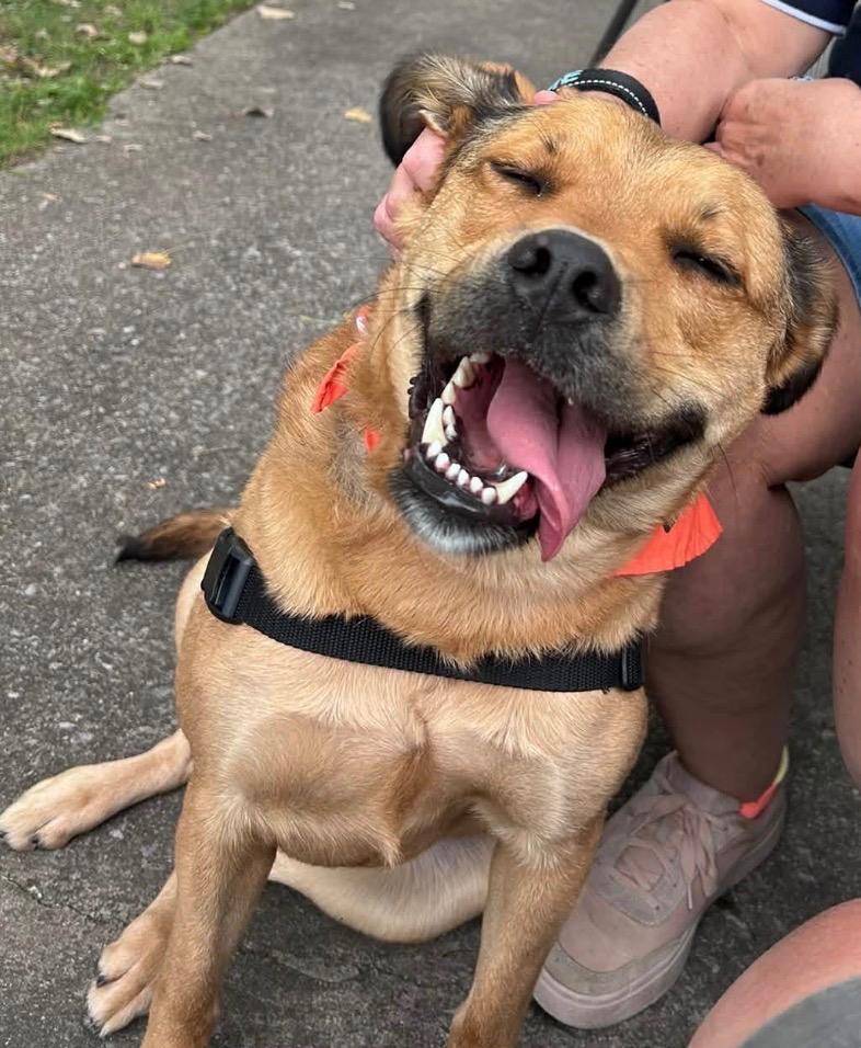 Enlarge Whiskey, a Adoptable mixed breed in North Syracuse, NY image 6/6