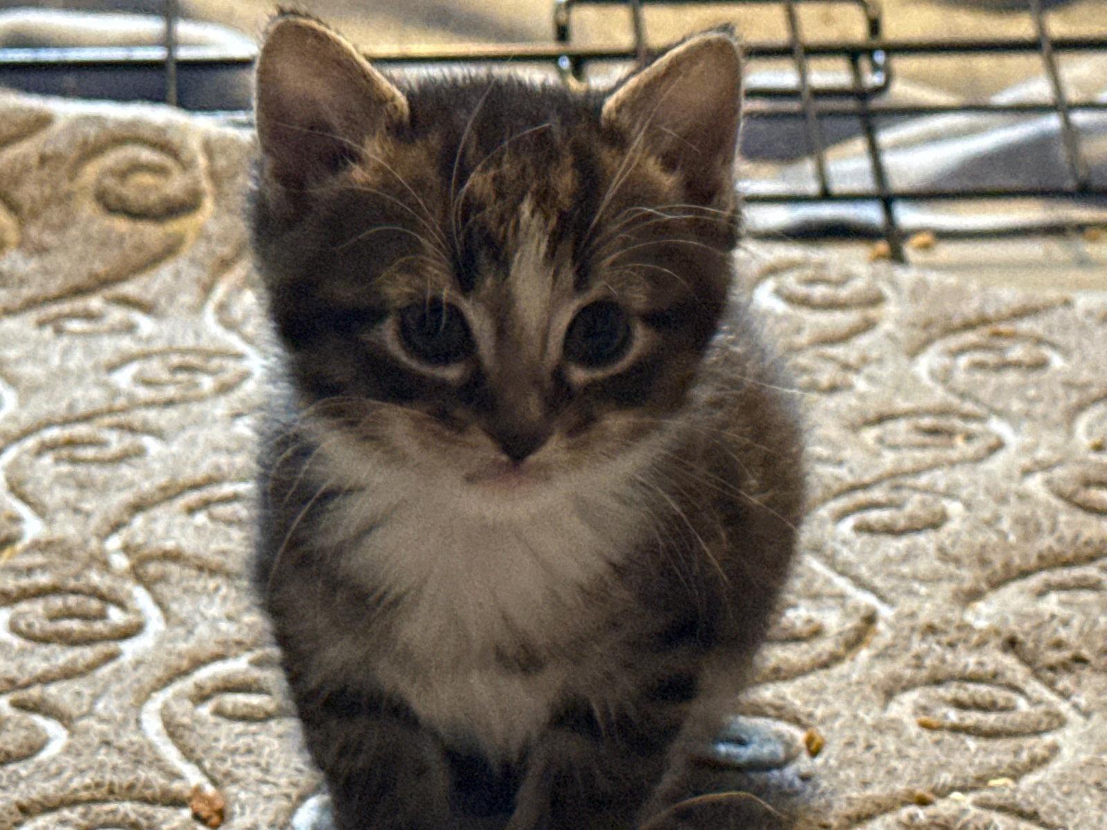 *Pistachio, Adopted, Kitten Male Domestic Short Hair.