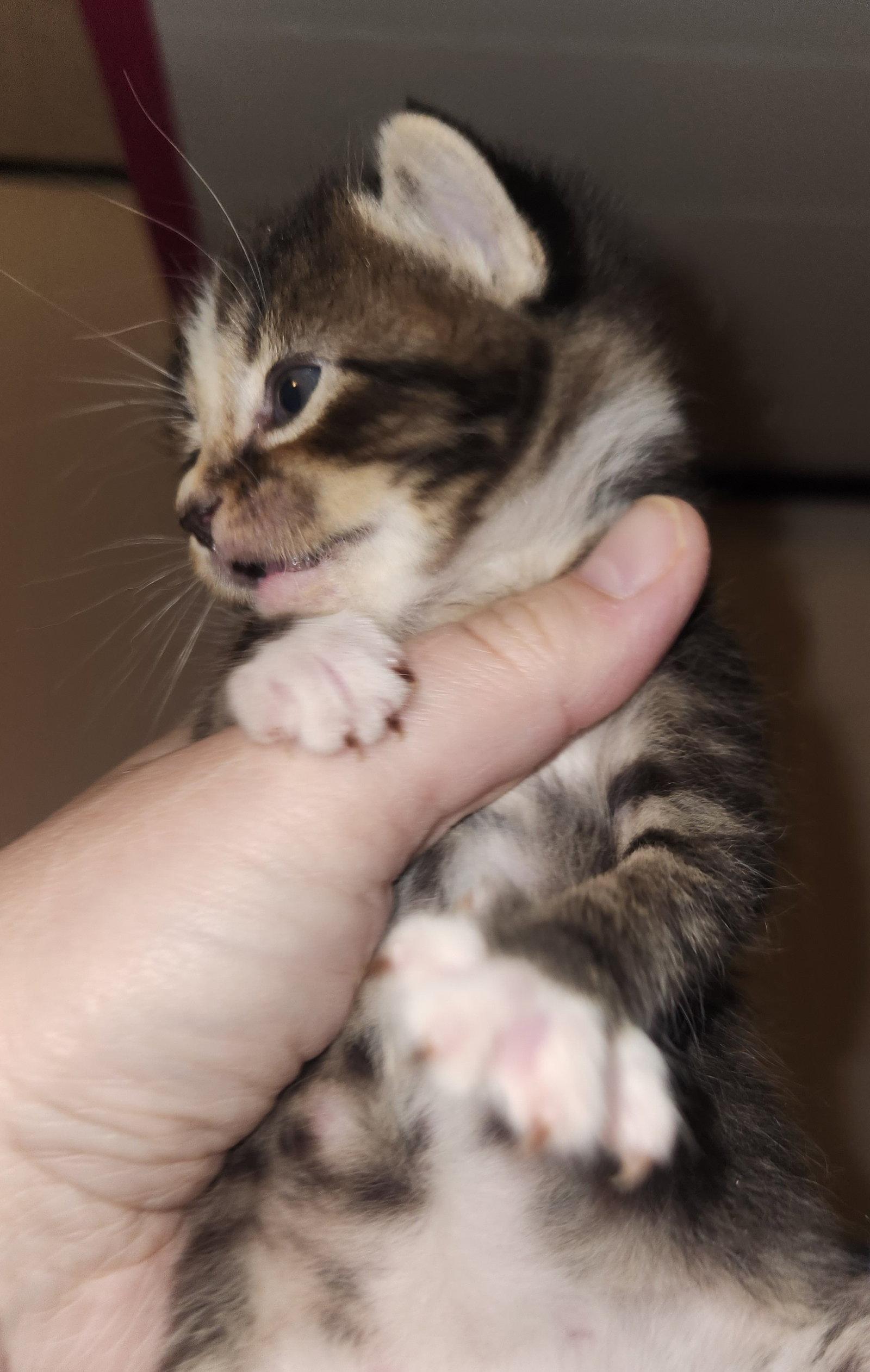 Enlarge *Pistachio, a Adopted Domestic Short Hair in Forest, VA image 2/3