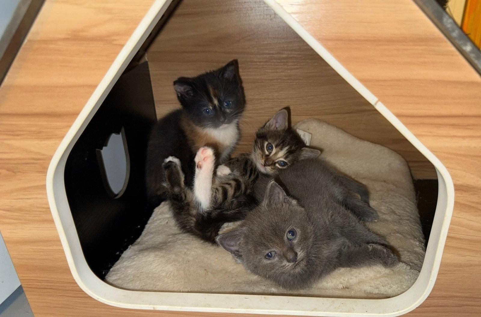 Enlarge *Pistachio, a Adopted Domestic Short Hair in Forest, VA image 3/3