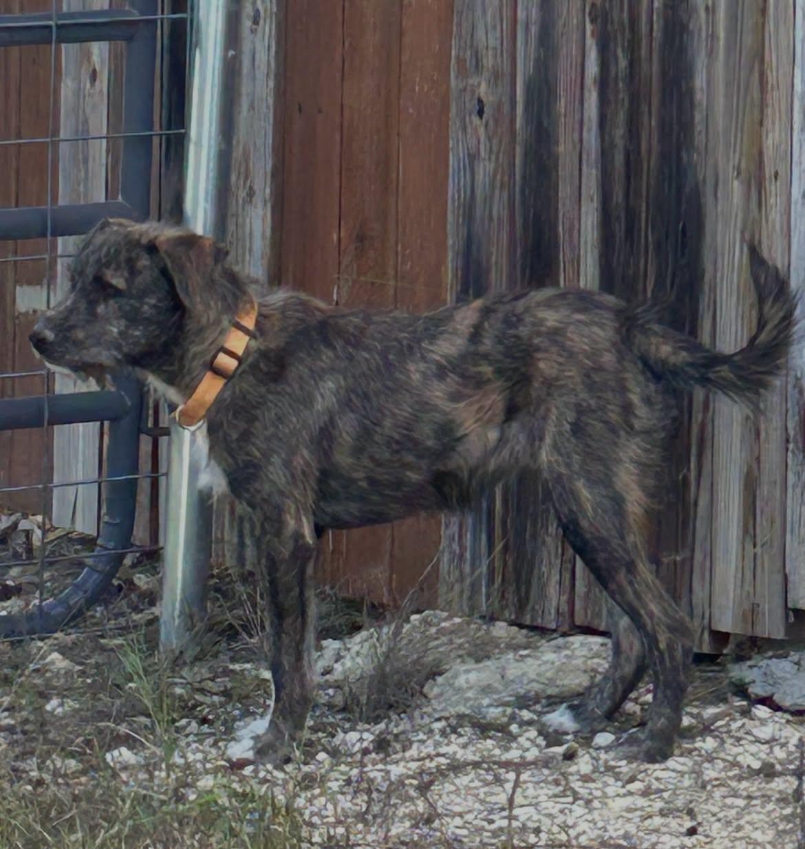 Enlarge Carly, a Adoptable mixed breed in Winsted, CT image 4/4