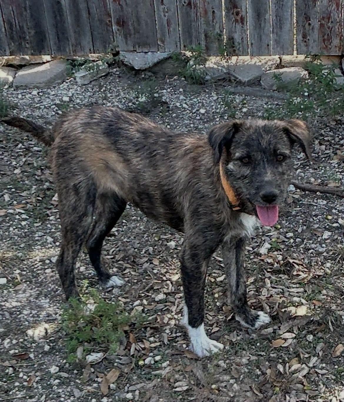 Enlarge Carly, a Adoptable mixed breed in Winsted, CT image 1/4