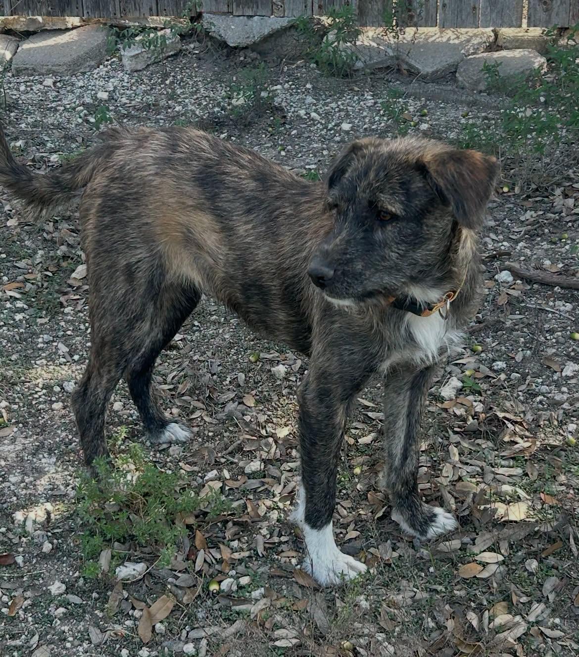 Enlarge Carly, a Adoptable mixed breed in Winsted, CT image 3/4