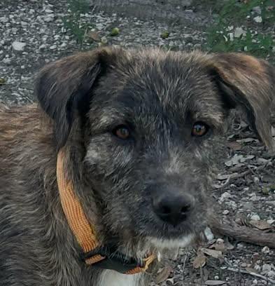 Enlarge Carly, a Adoptable mixed breed in Winsted, CT image 2/4