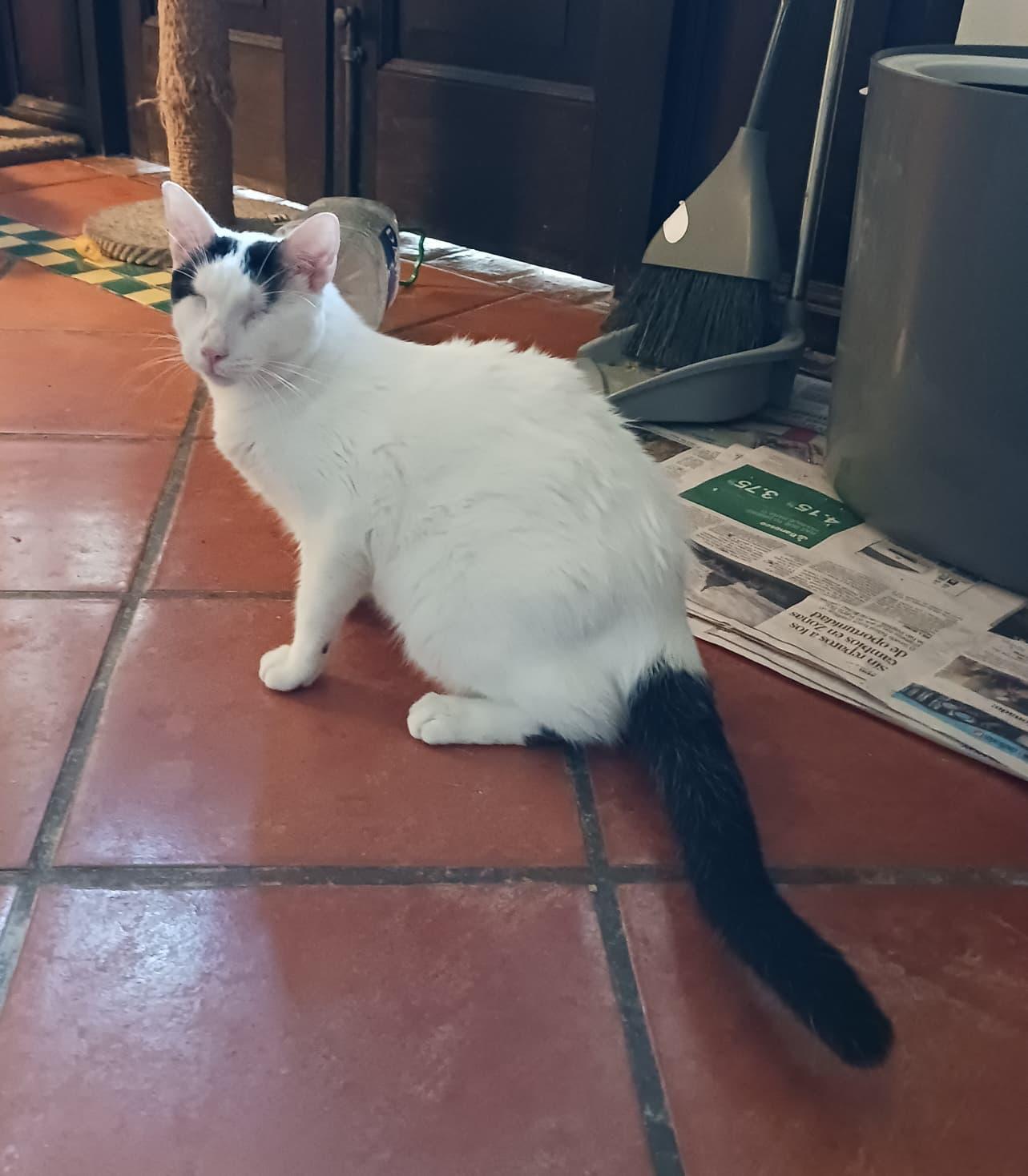 Enlarge Gucci, a Adoptable Domestic Short Hair in New York, NY image 2/3