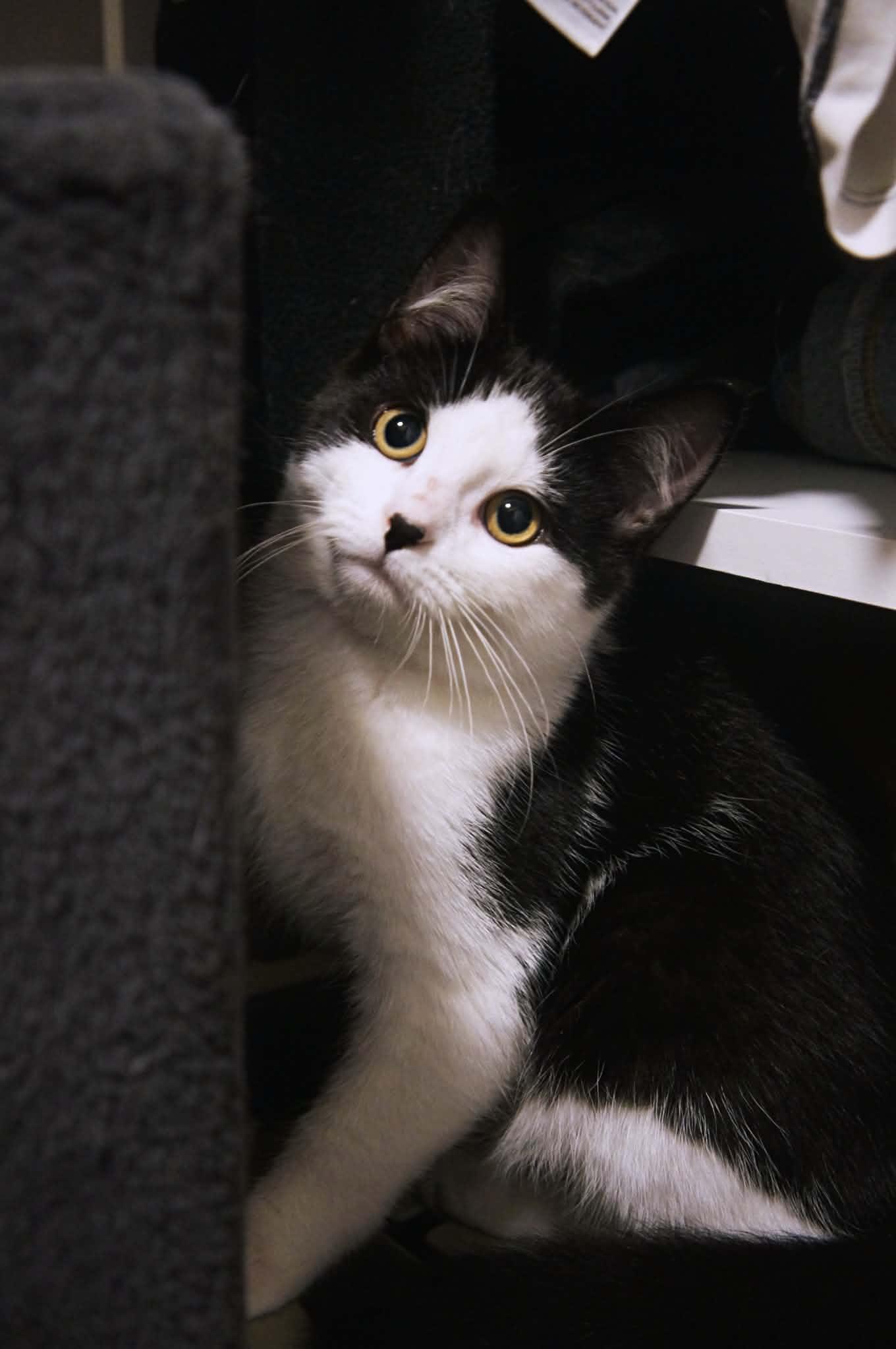Sebastian, a ADOPTABLE Domestic Short Hair in Wakefield, QC image 2/4
