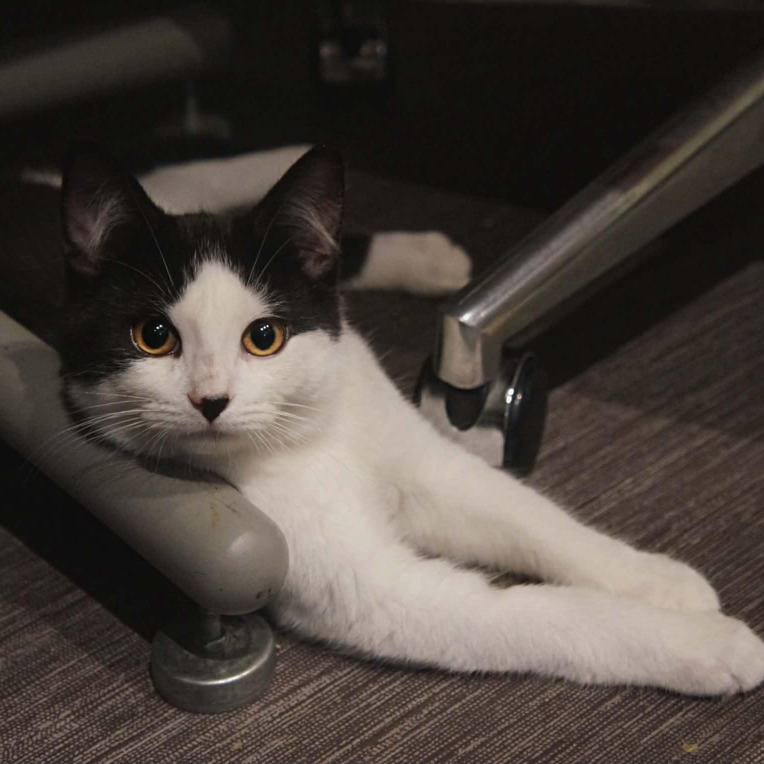Sebastian, ADOPTABLE, Kitten Male Domestic Short Hair.