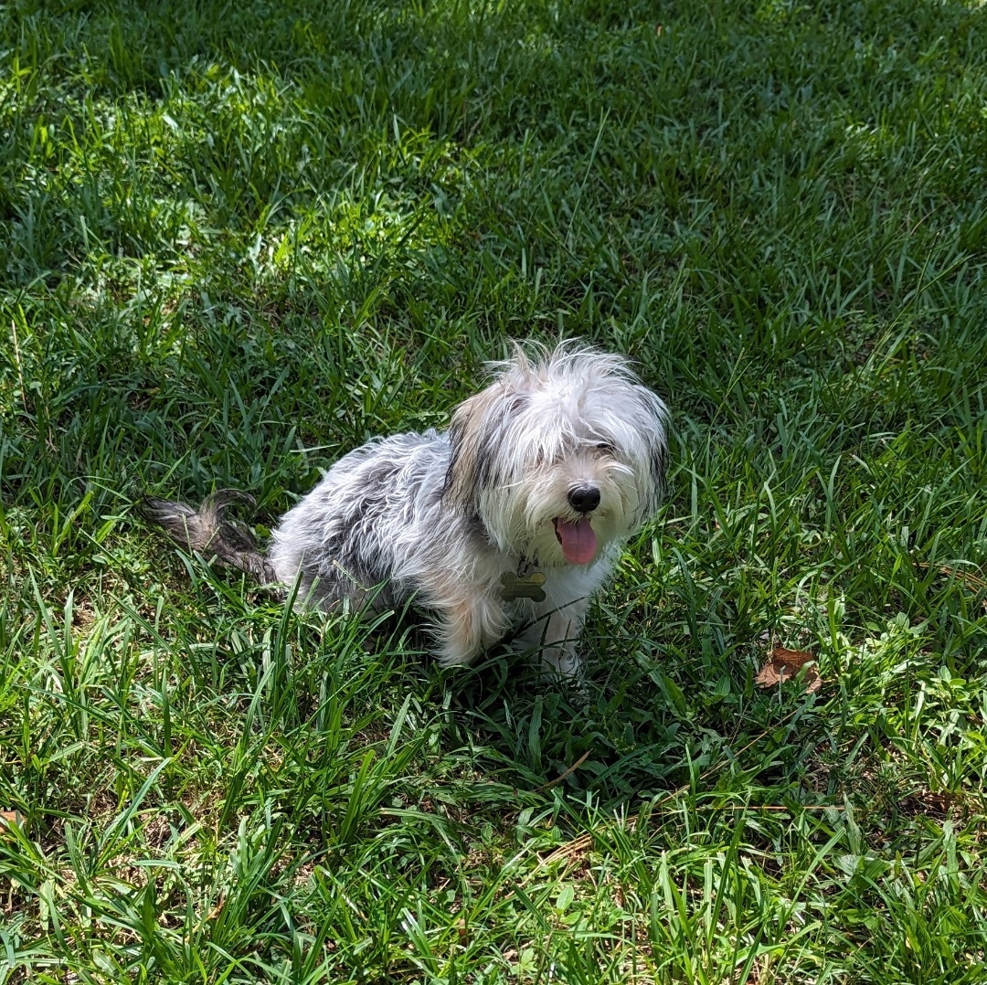 Rosie, Adopted, Young Female Maltese & Yorkshire Terrier.