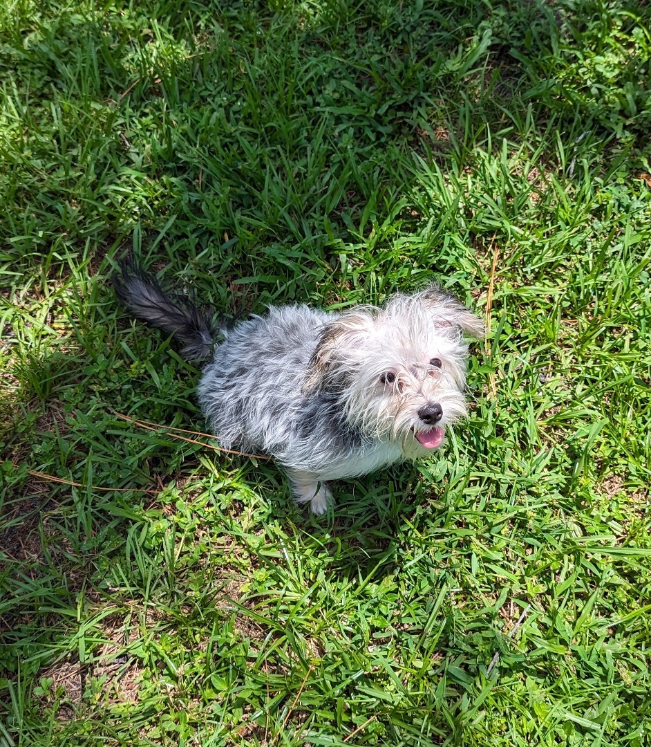 Enlarge Rosie, a Adopted mixed breed in Orlando, FL image 2/8