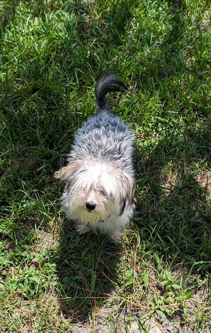 Enlarge Rosie, a Adopted mixed breed in Orlando, FL image 3/8