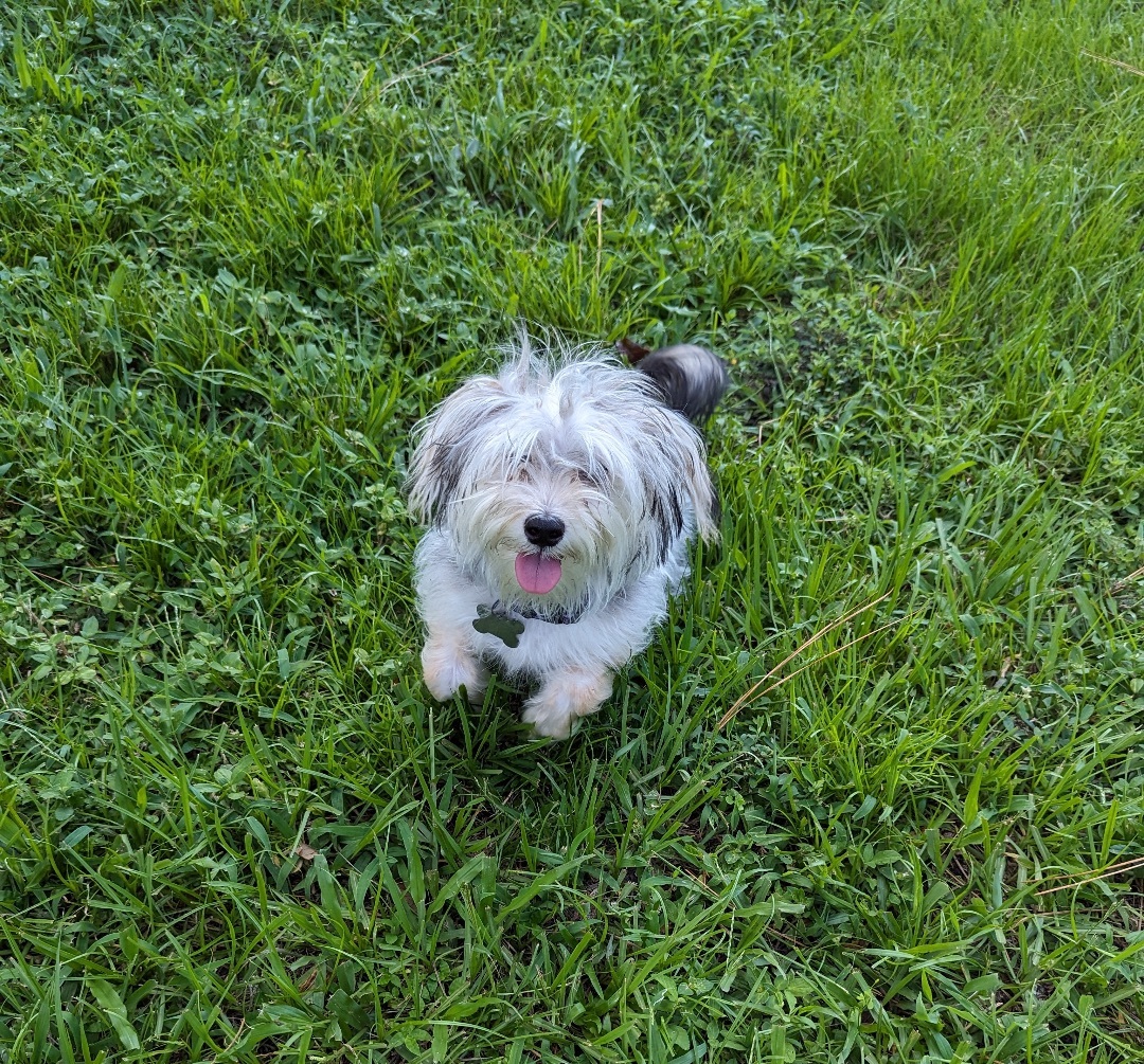 Enlarge Rosie, a Adopted mixed breed in Orlando, FL image 4/8