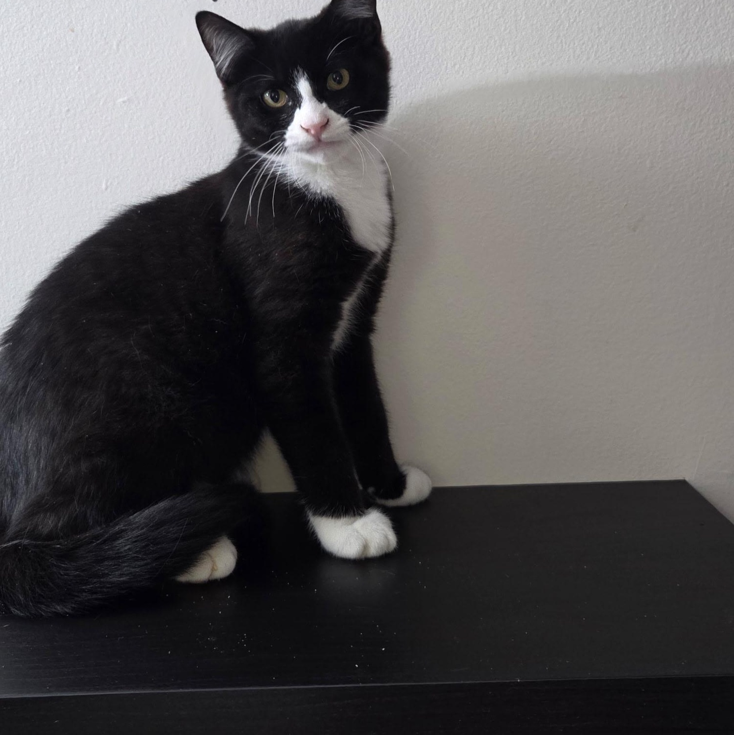Canyon, Adoptable, Young Male Domestic Medium Hair.