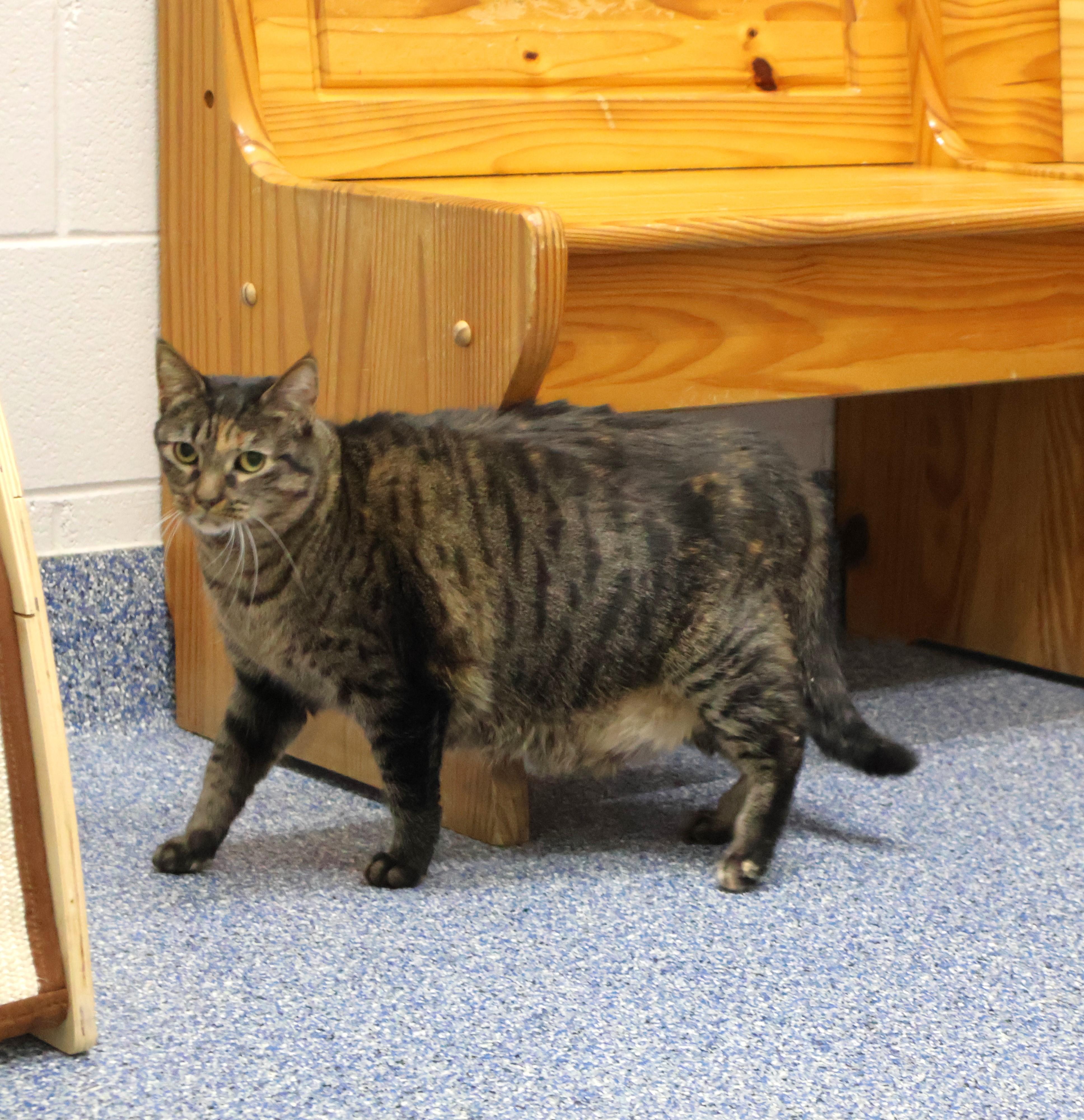 KITTY CAT, Adoptable, Adult Female Domestic Short Hair.