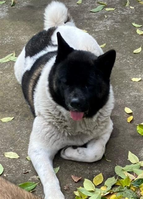 Enlarge Nala, a ADOPTABLE Akita in Phoenix, OR image 1/3