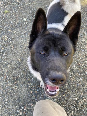 Enlarge Nala, a ADOPTABLE Akita in Phoenix, OR image 3/3