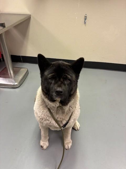 Enlarge Nala, a ADOPTABLE Akita in Phoenix, OR image 2/3