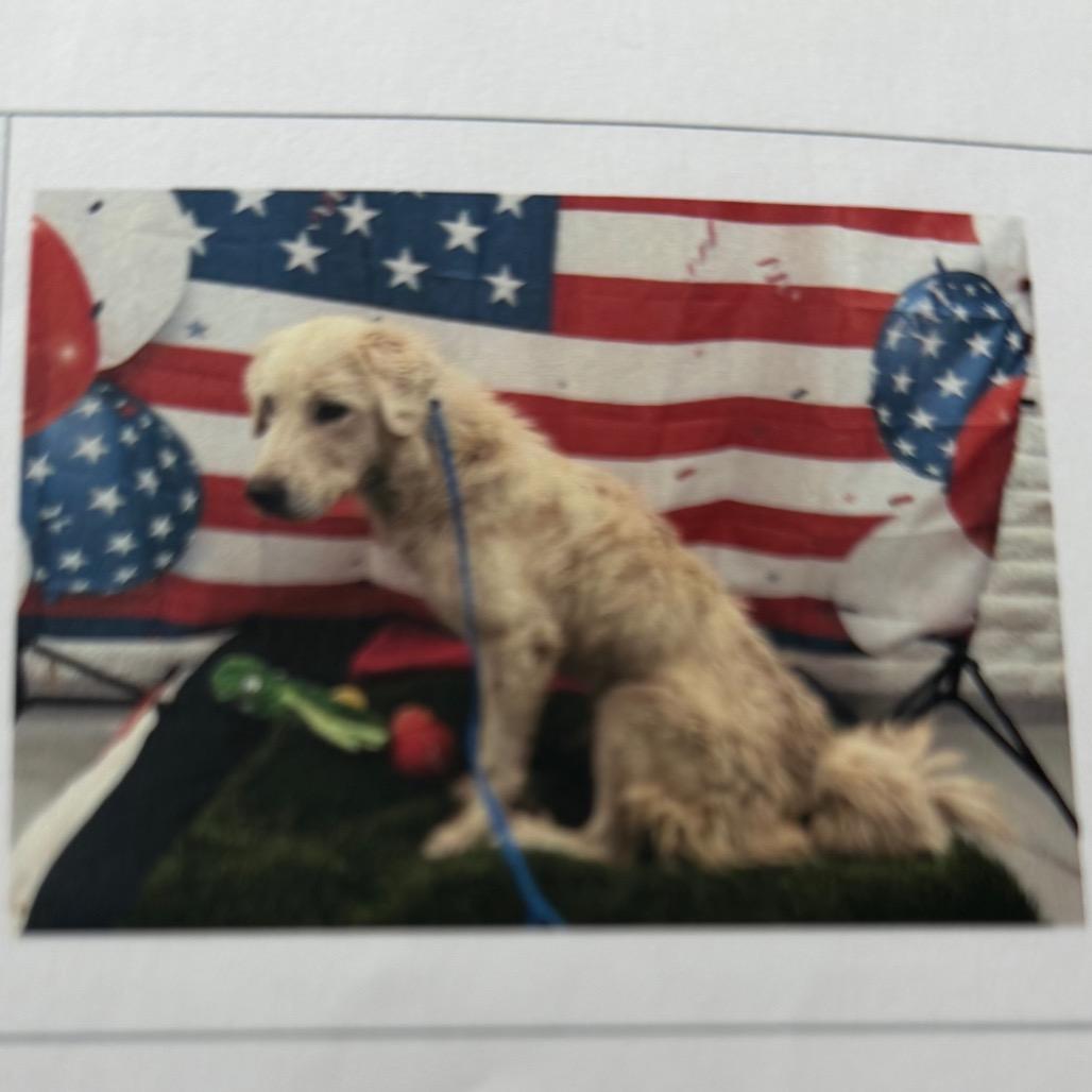 Aspen, Adoptable, Young Female Great Pyrenees.