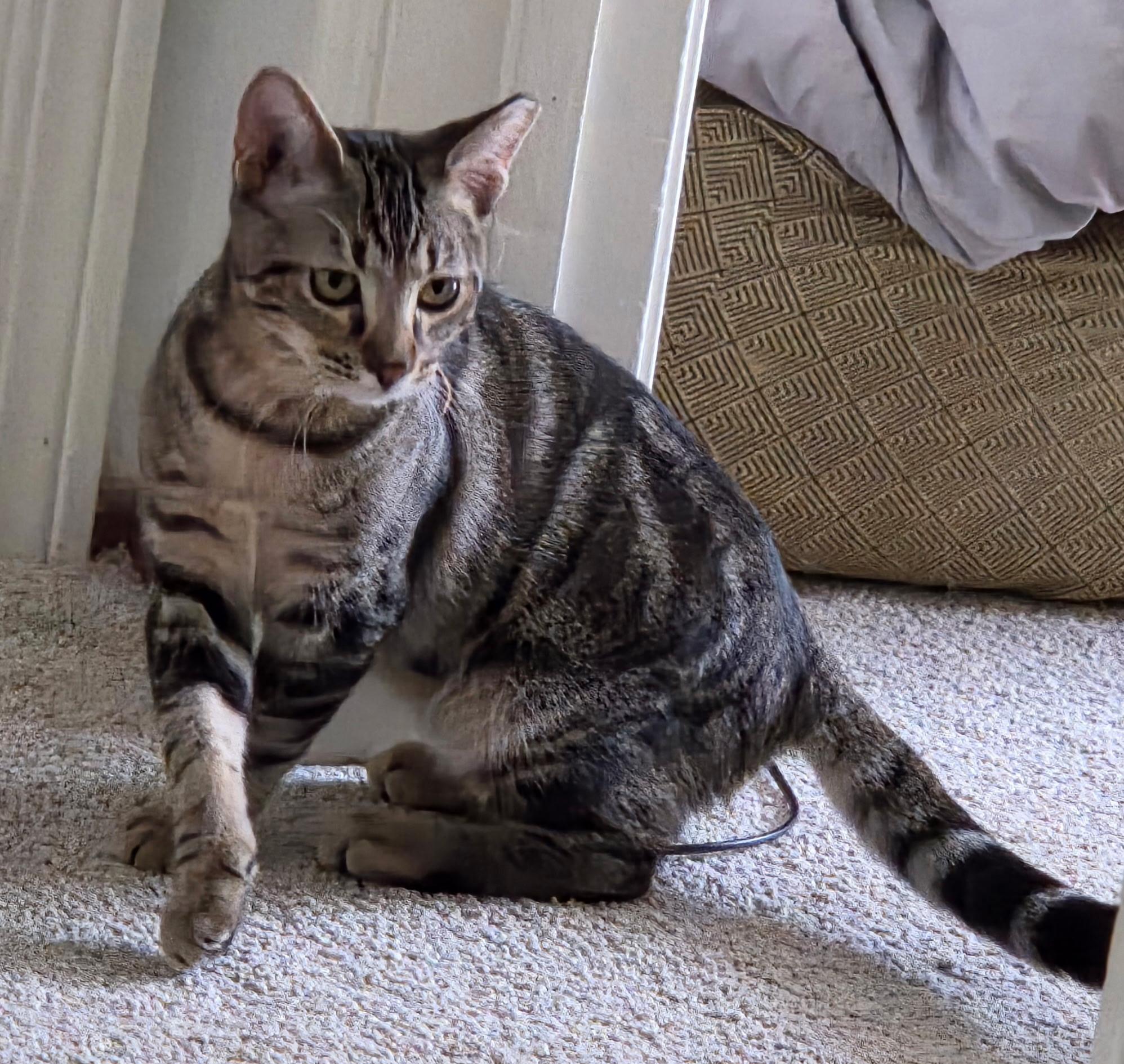 Enzo, a Adoptable Domestic Short Hair in Vacaville, CA image 1/2