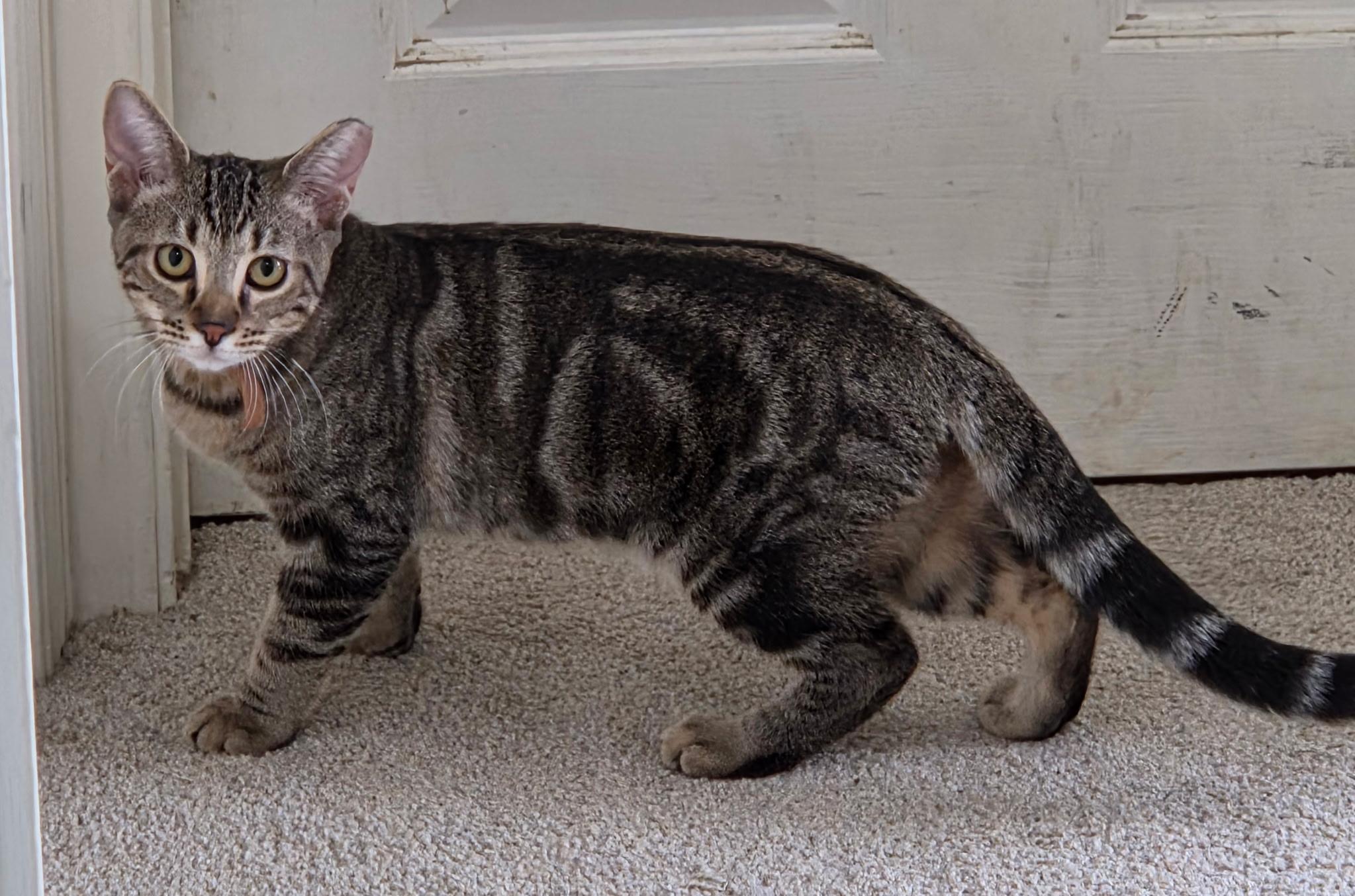 Enzo, a Adoptable Domestic Short Hair in Vacaville, CA image 2/2