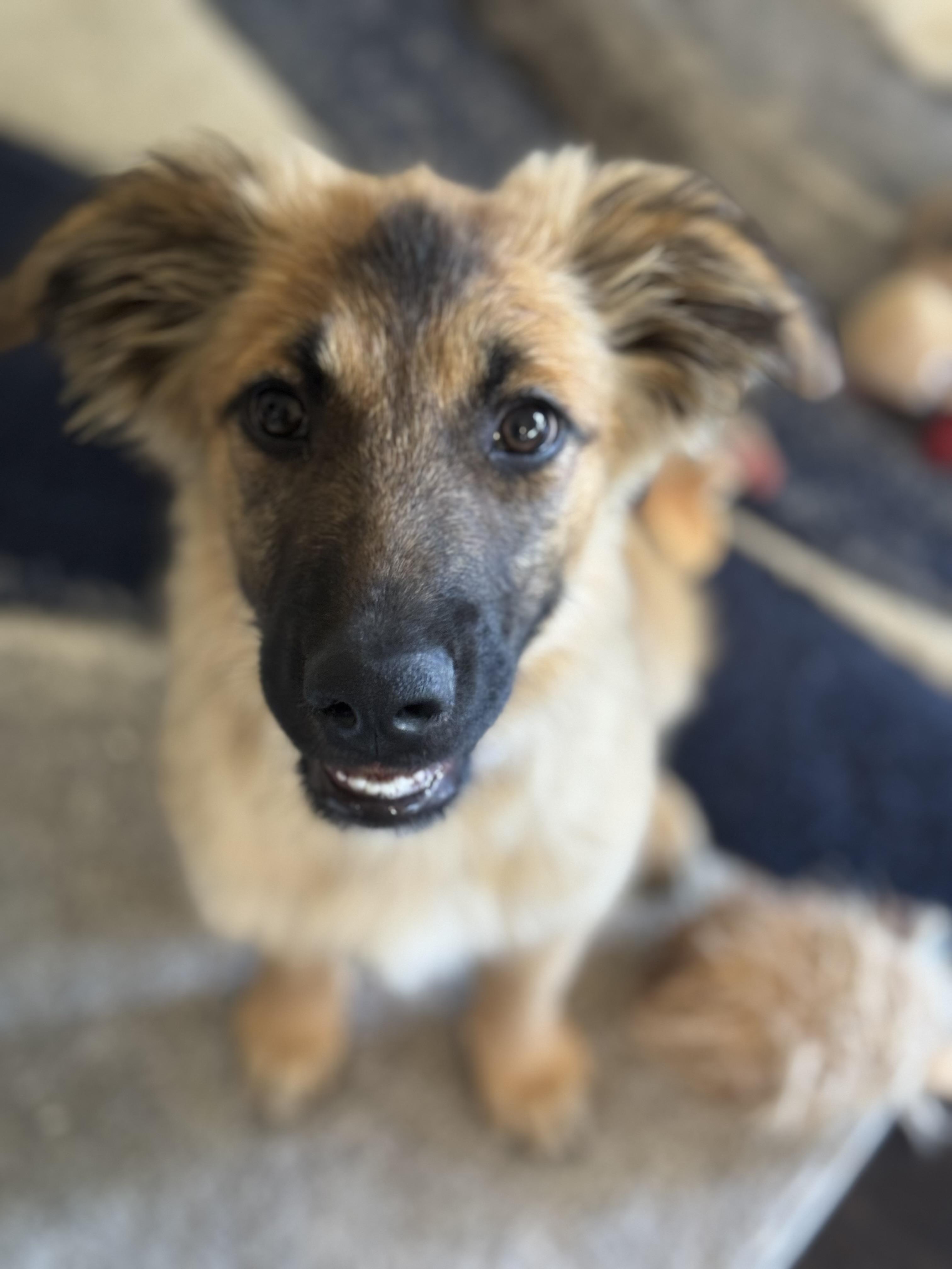 Gucci, a Adoptable mixed breed in Bakersfield, CA image 1/6