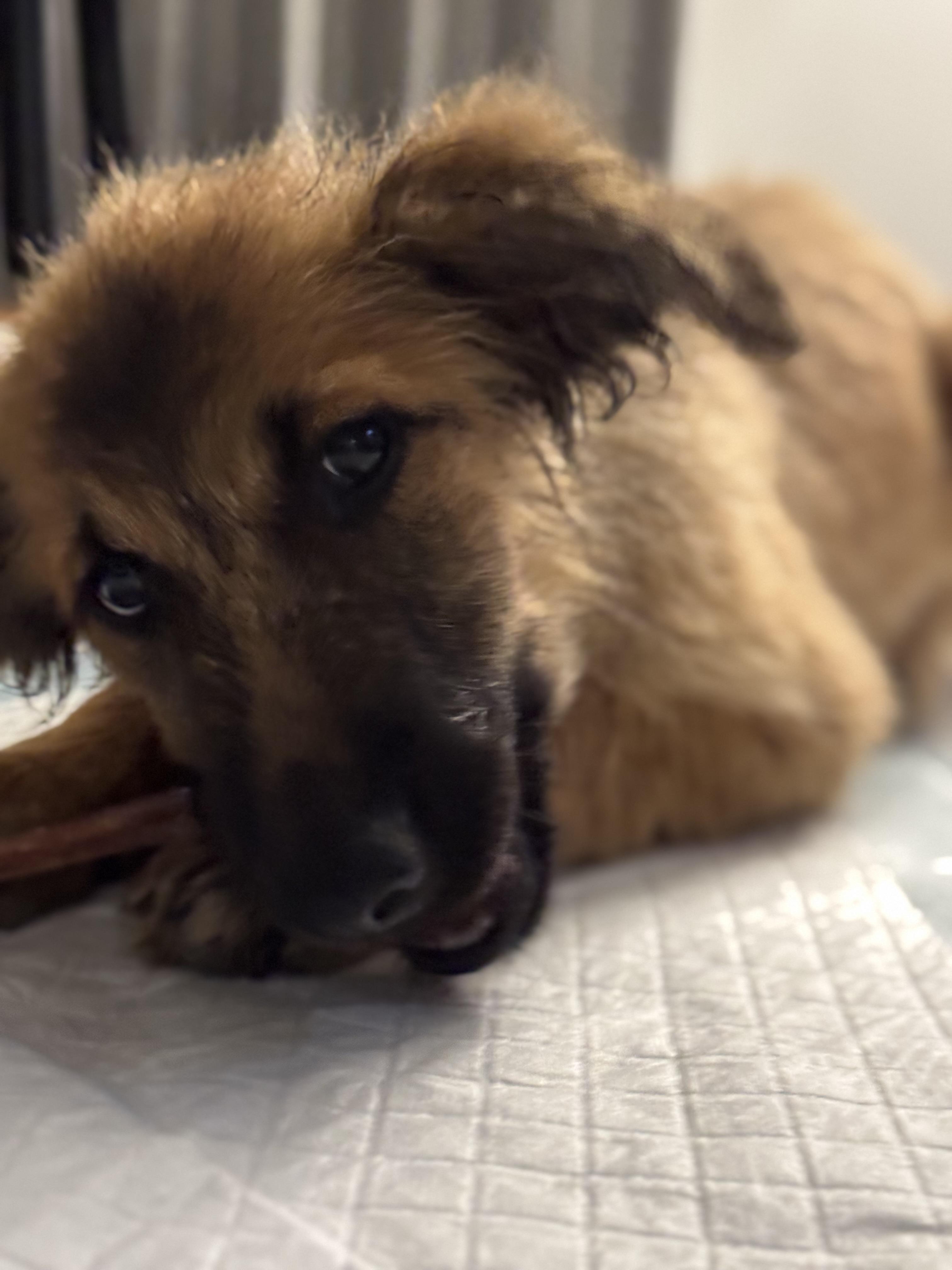 Gucci, a Adoptable mixed breed in Bakersfield, CA image 2/6