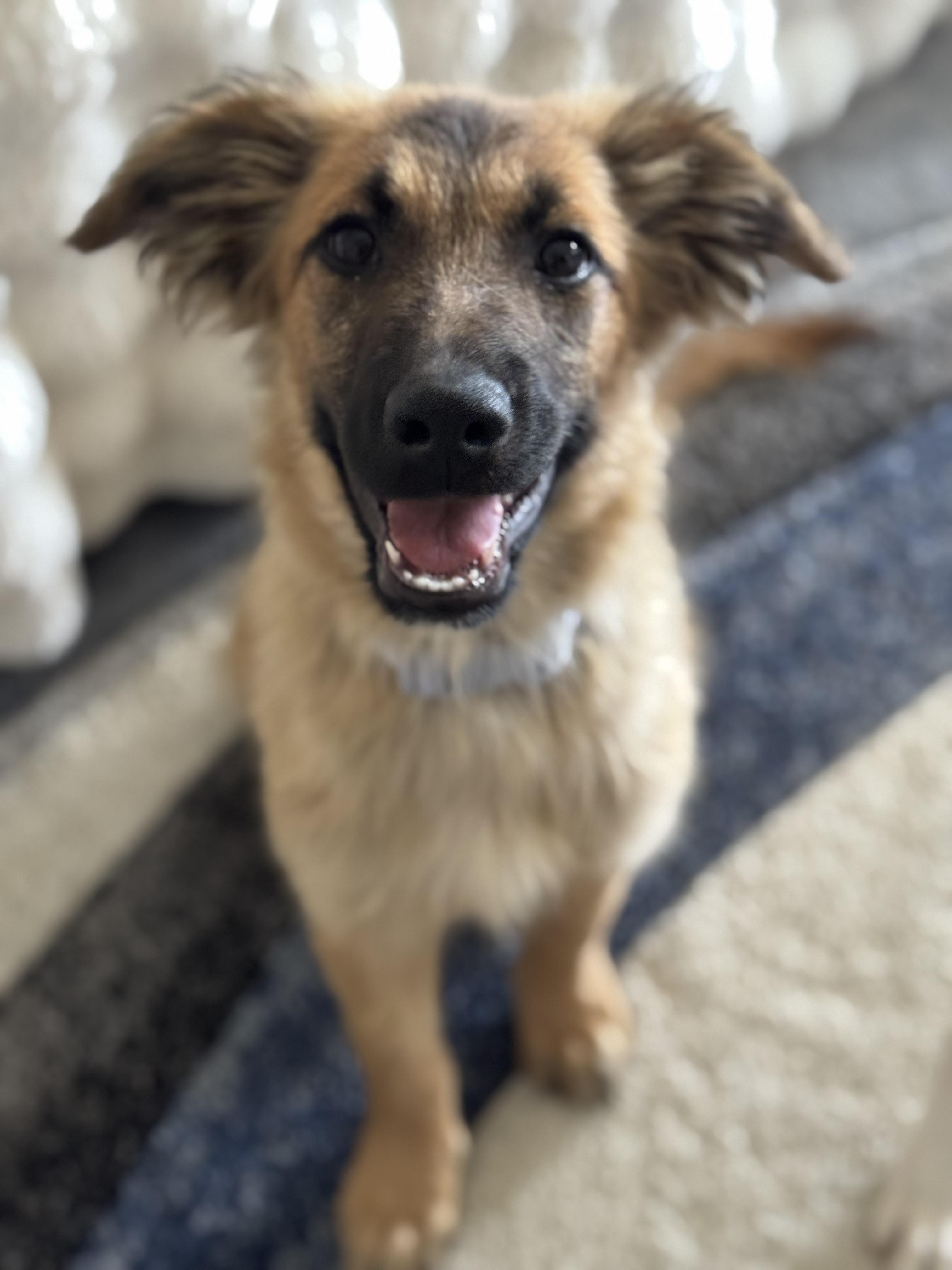 Gucci, a Adoptable mixed breed in Bakersfield, CA image 3/6