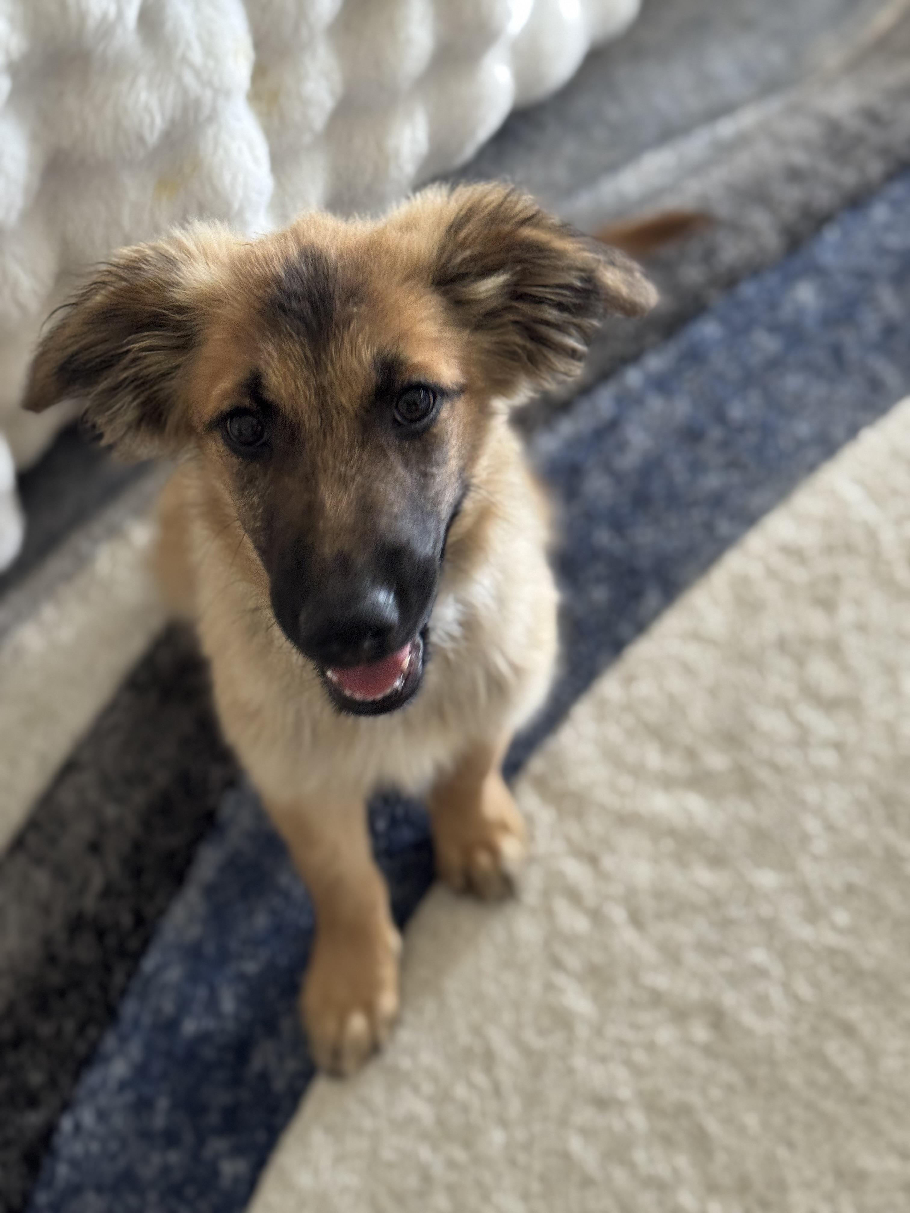 Gucci, a Adoptable mixed breed in Bakersfield, CA image 5/6