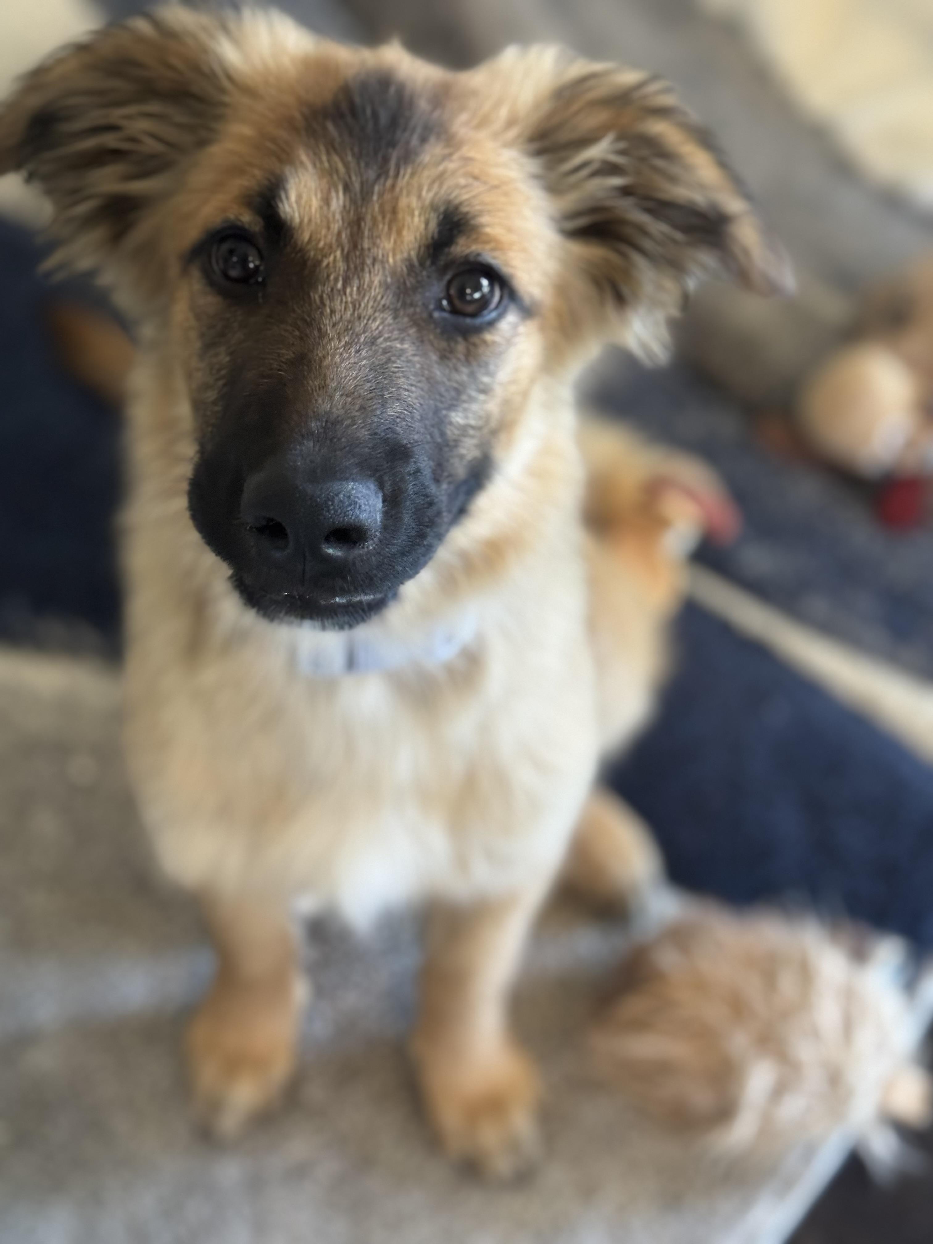 Gucci, a Adoptable mixed breed in Bakersfield, CA image 6/6
