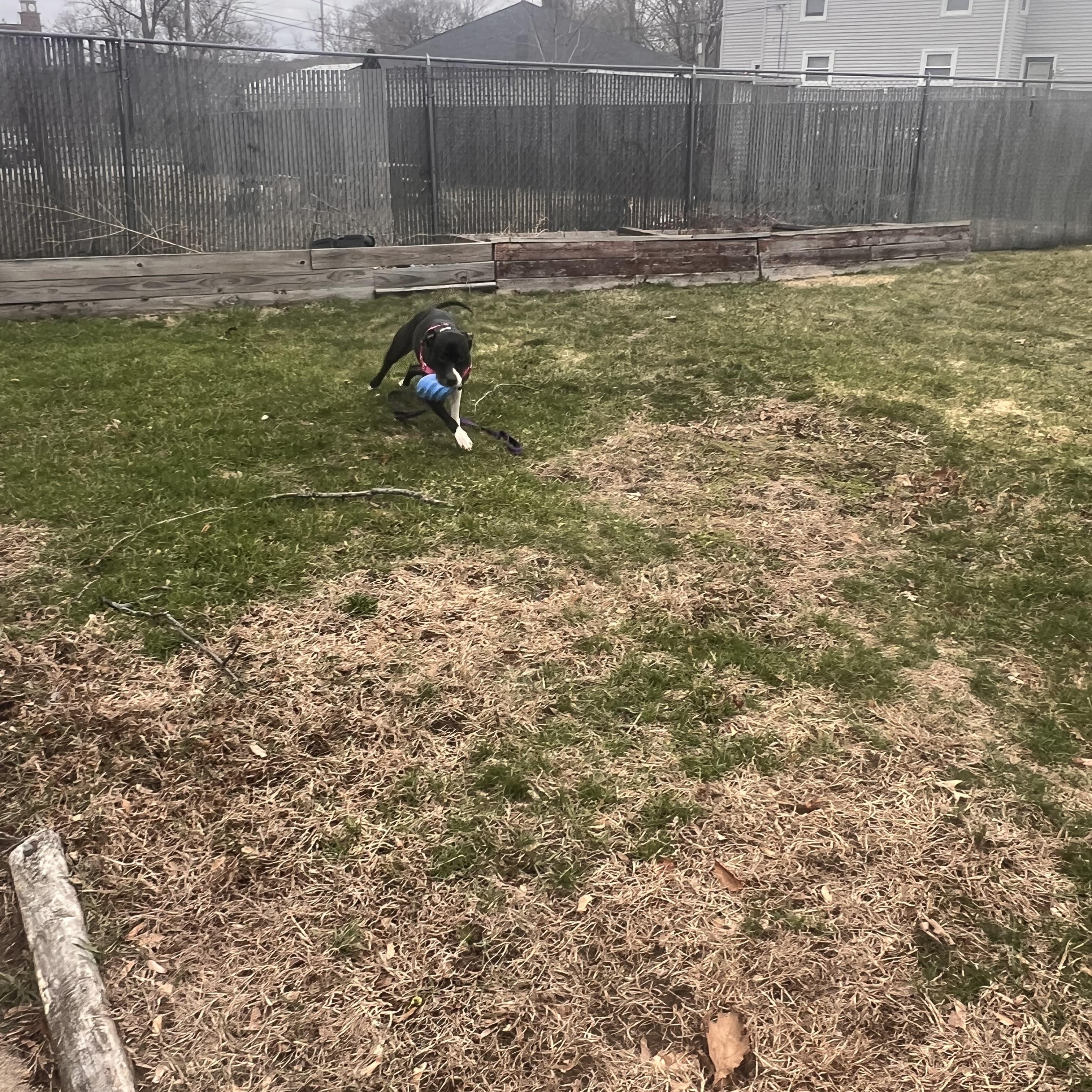 Enlarge Moo Moo , a ADOPTABLE mixed breed in Kingston, MA image 6/6