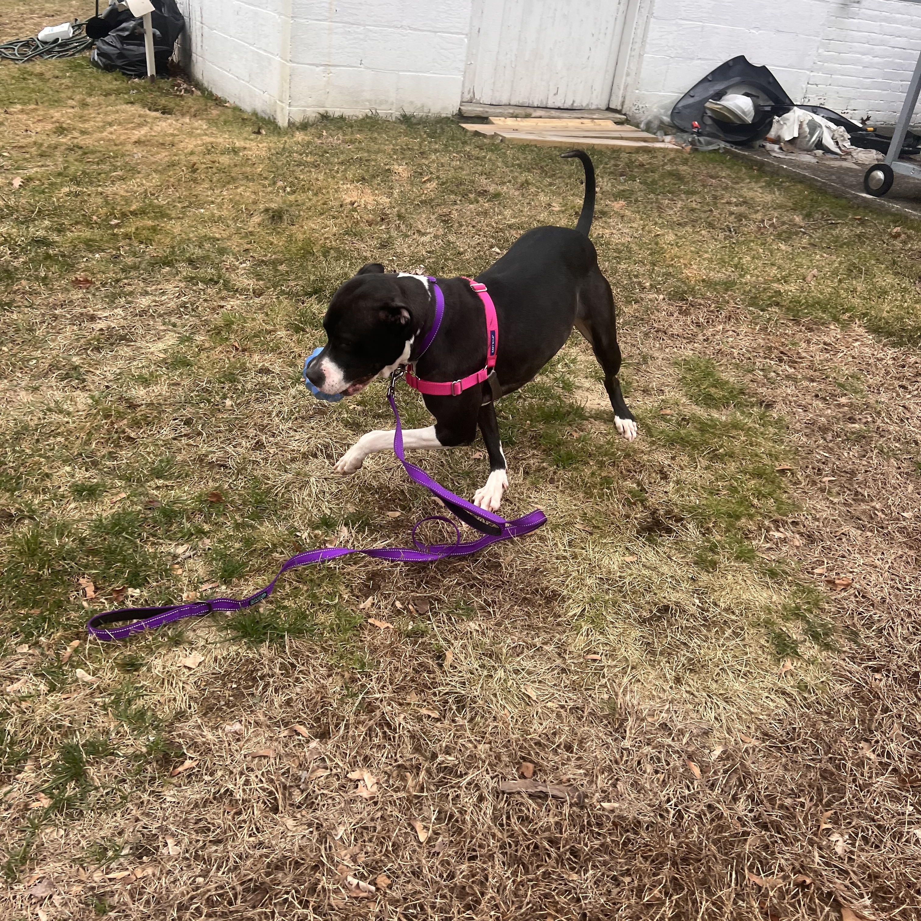 Enlarge Moo Moo , a ADOPTABLE mixed breed in Kingston, MA image 2/6
